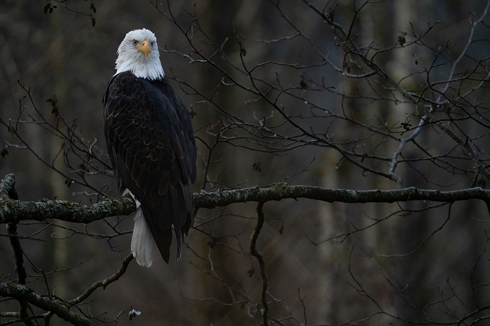 Eagle