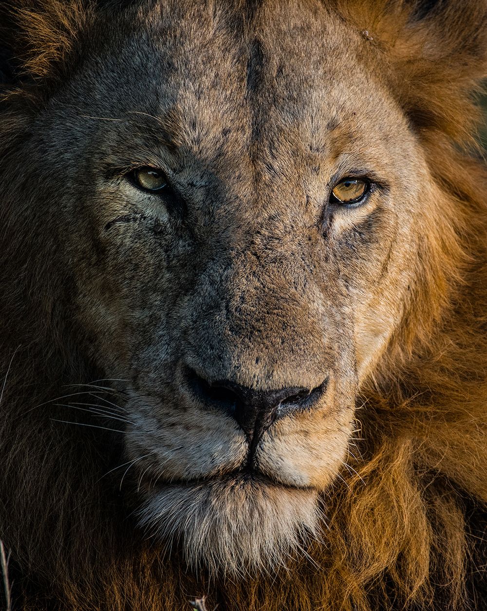 Close up portrait of a male lion.