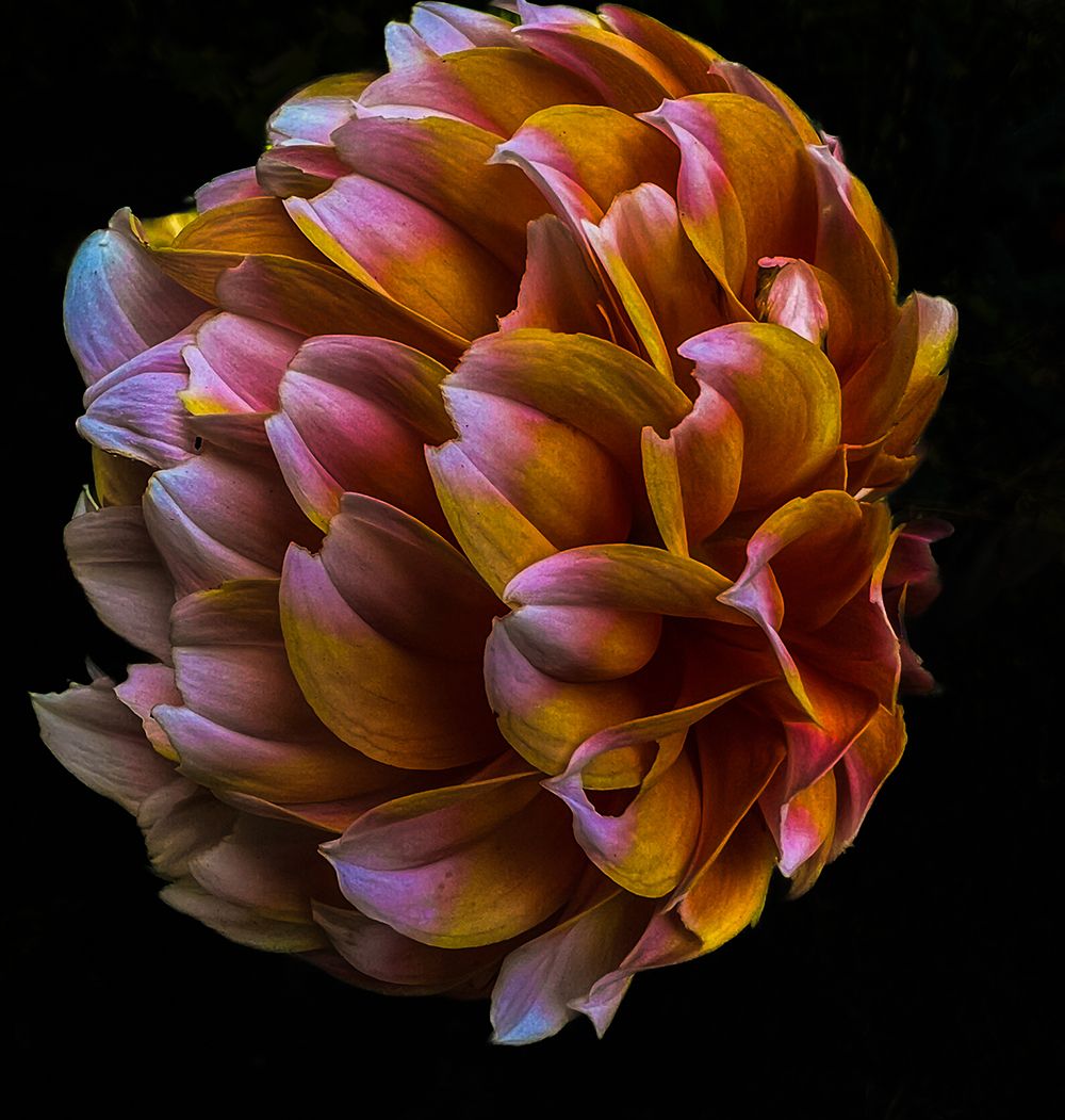Dhalia Flower