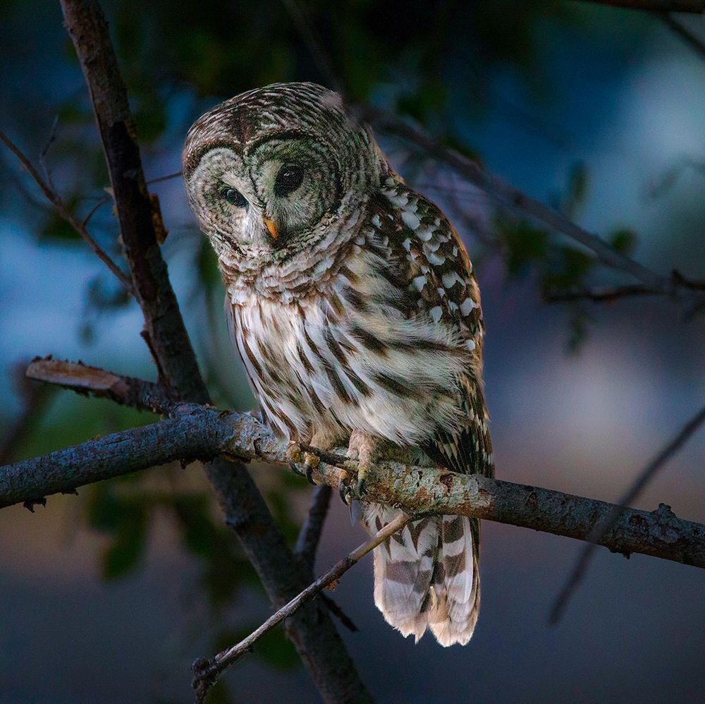 Owl