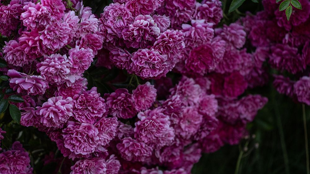 Cluster of flowers