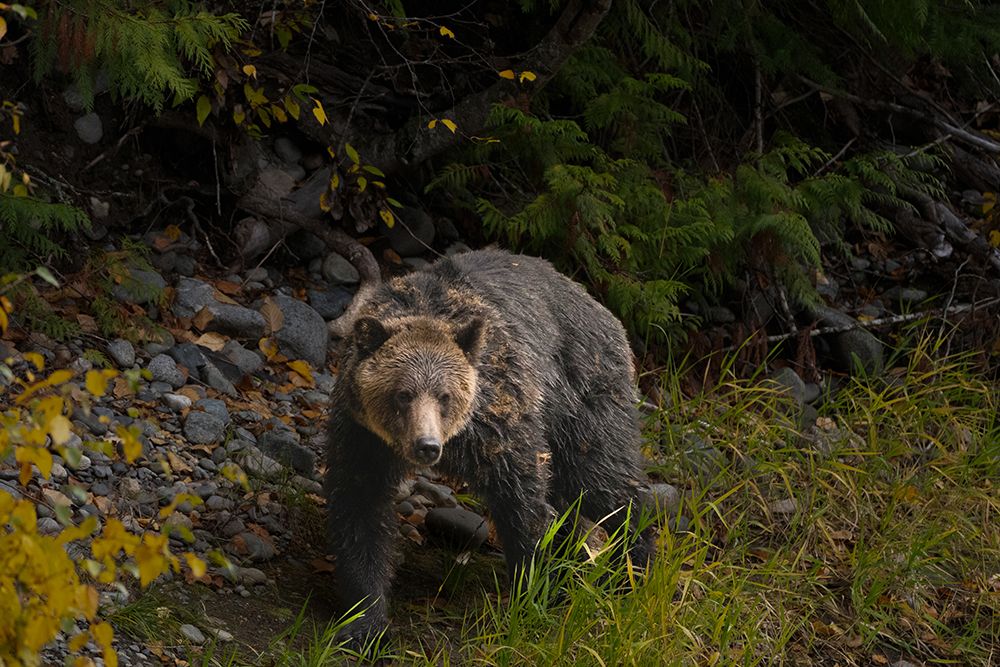 Grizzly Bear