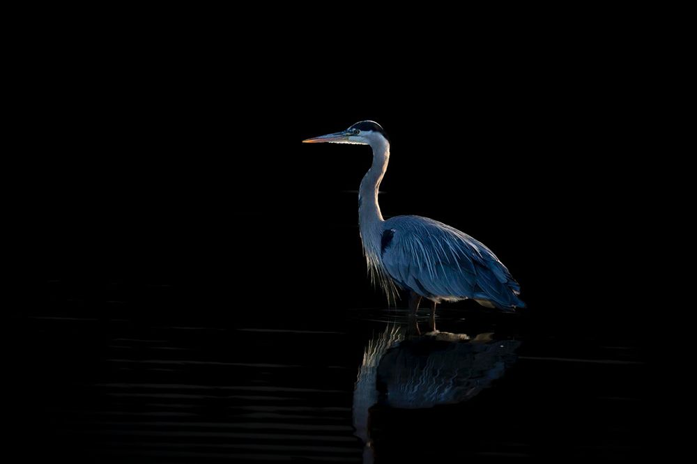 Crane Bird