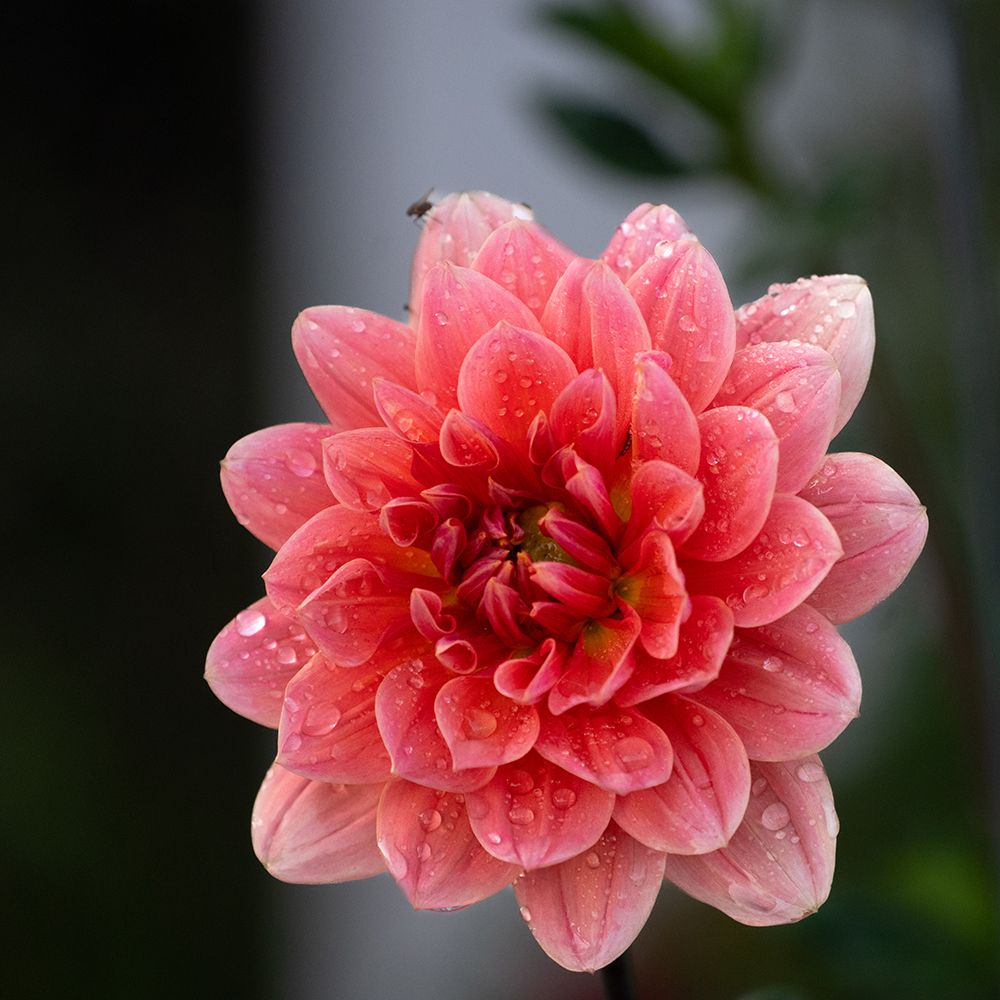 Dhalia Flower