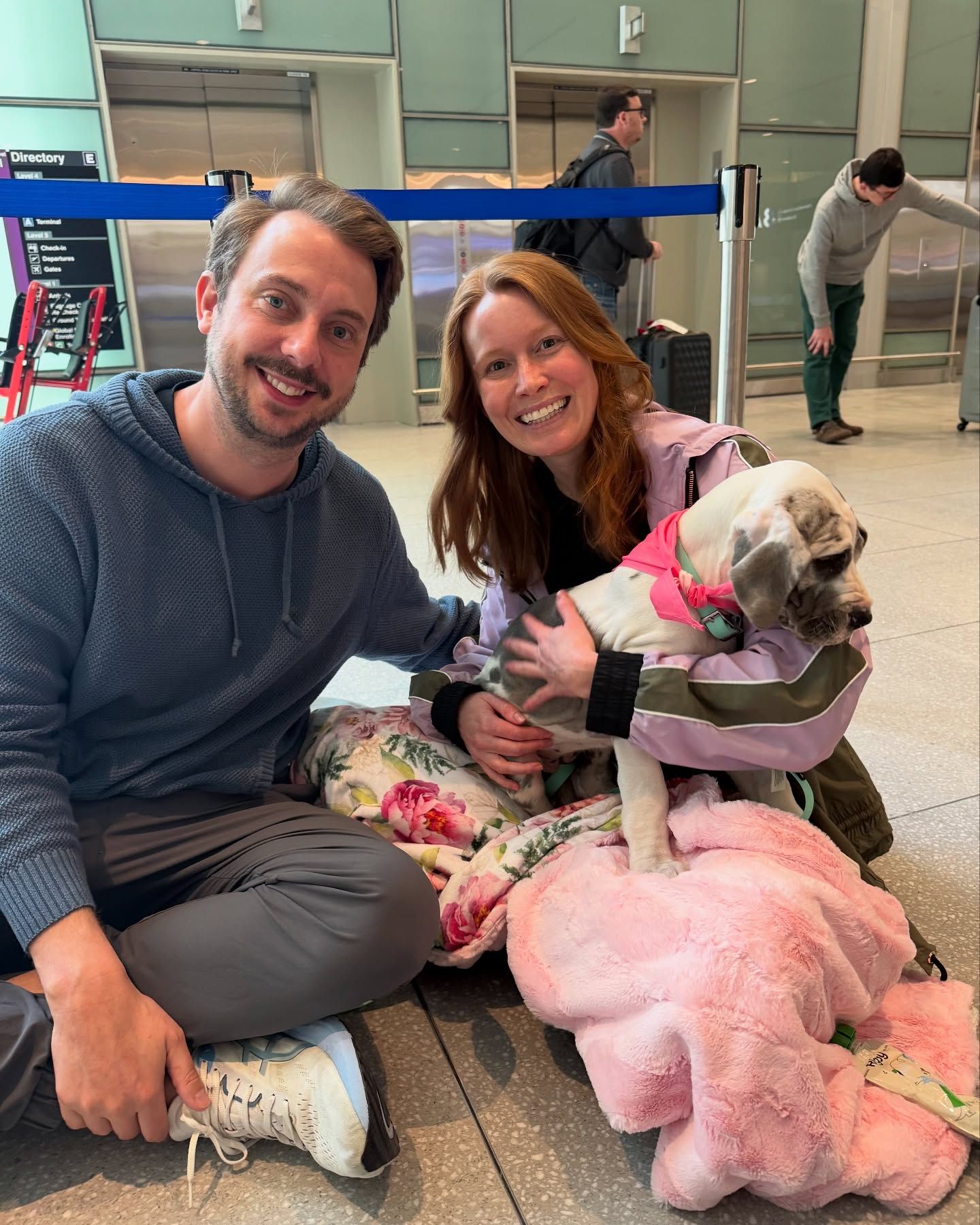 great dane puppy after flight nanny service with go fetch pet transport
