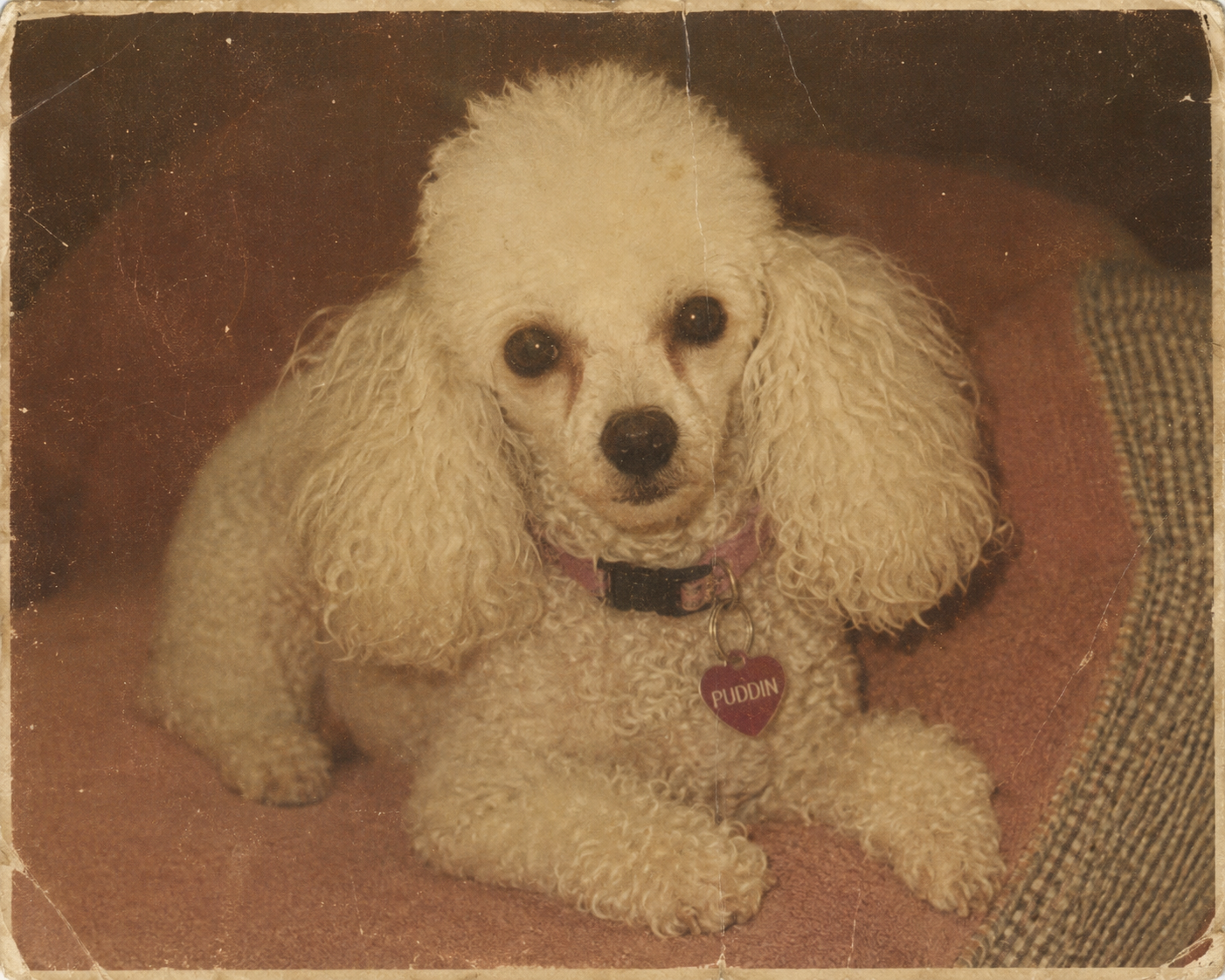 White miniature poodle with pink collar resting on a cushion in a vintage photograph.