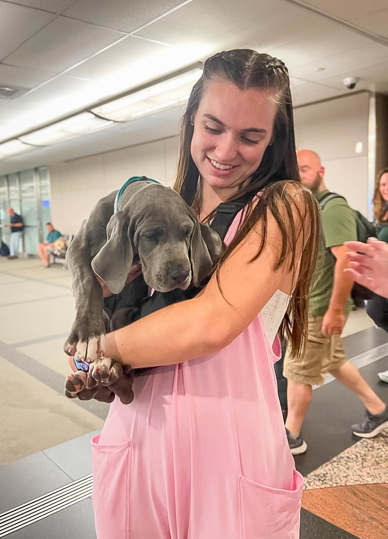 great dane puppy after flight nanny service with go fetch pet transport