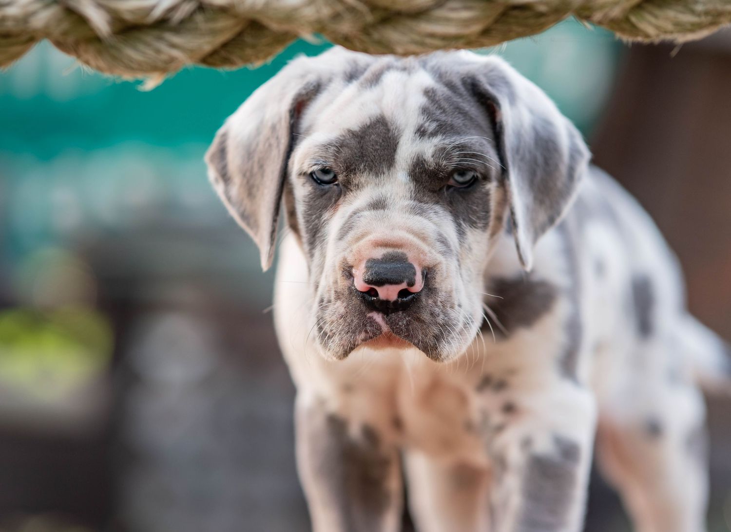 great dane puppy during ground transport with go fetch pet transport