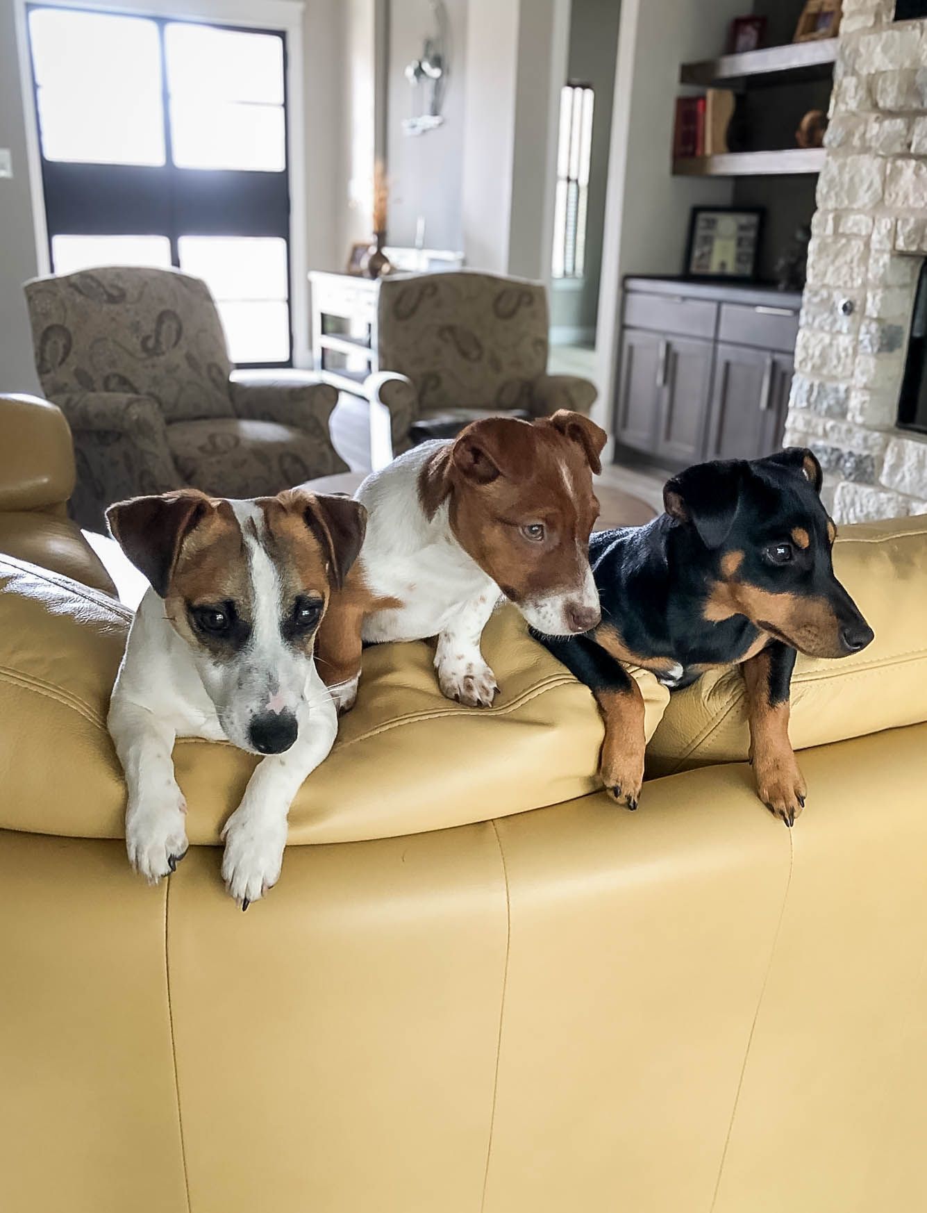 Three small dogs resting their paws on the back of a yellow leather sofa in a living room.