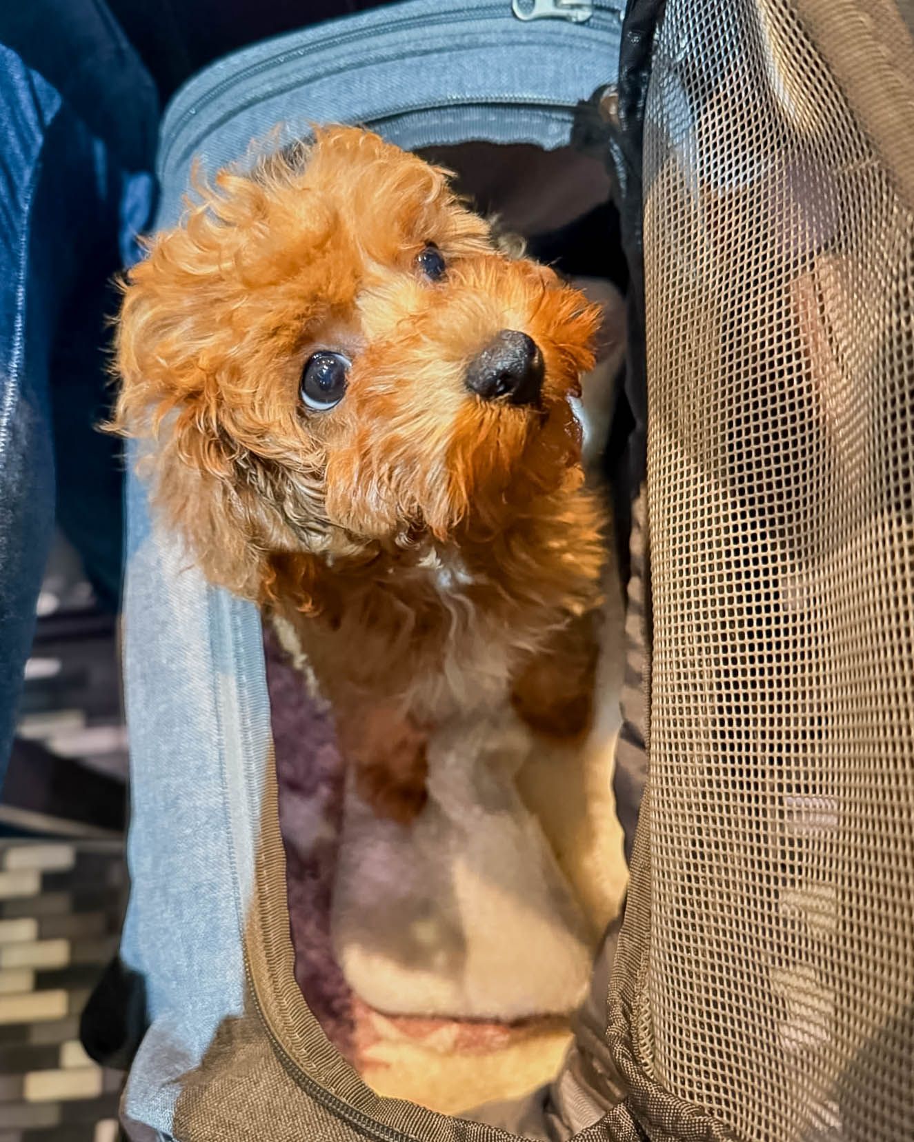 Fluffy golden Cavapoo puppy peeks out of a mesh pet carrier bag in sunlight after pet transport