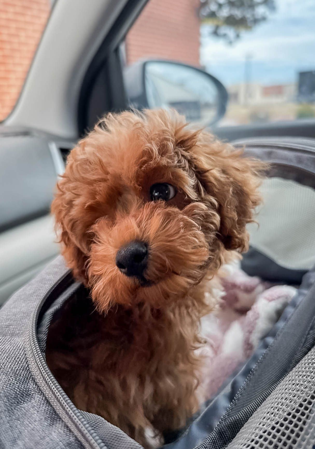 Adorable fluffy red toy poodle puppy sitting in a pet carrier inside a car.