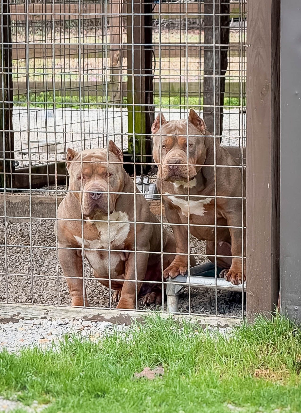Two brown and white American Bully dogs standing behind a wire kennel fence outdoors.  parents of a puppy that was taking