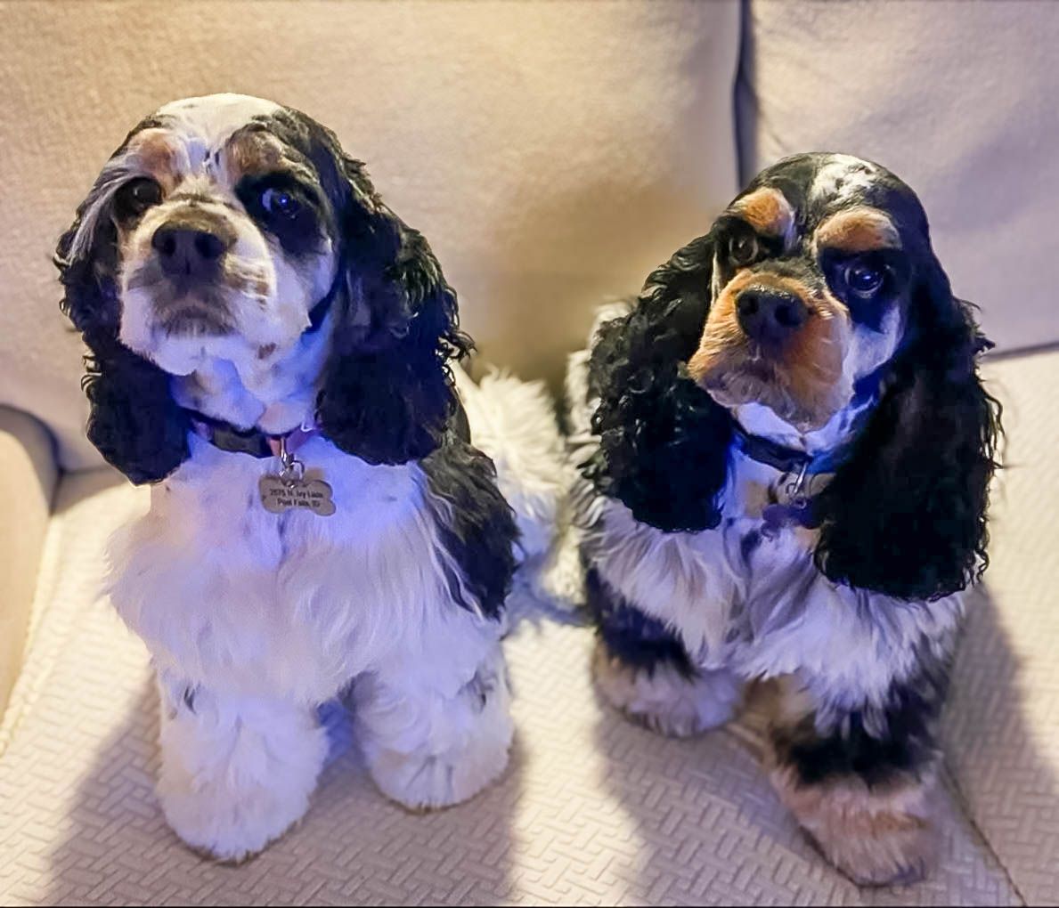 Two tricolor Cocker Spaniel dogs sitting side by side on a beige couch.