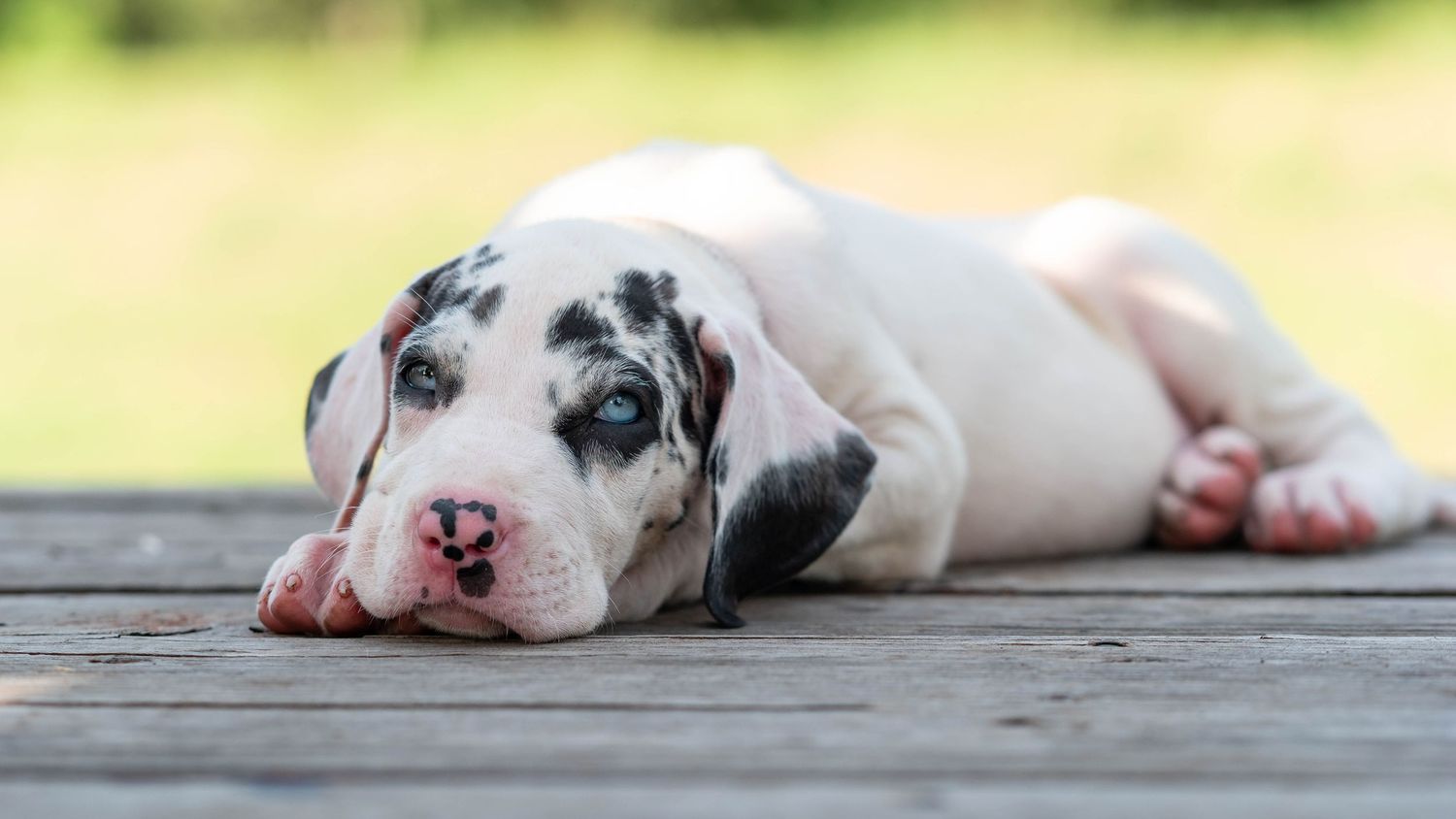 A cute Great Dane puppy with black spots lies on a wooden deck, showing its blue eyes and pink paws.