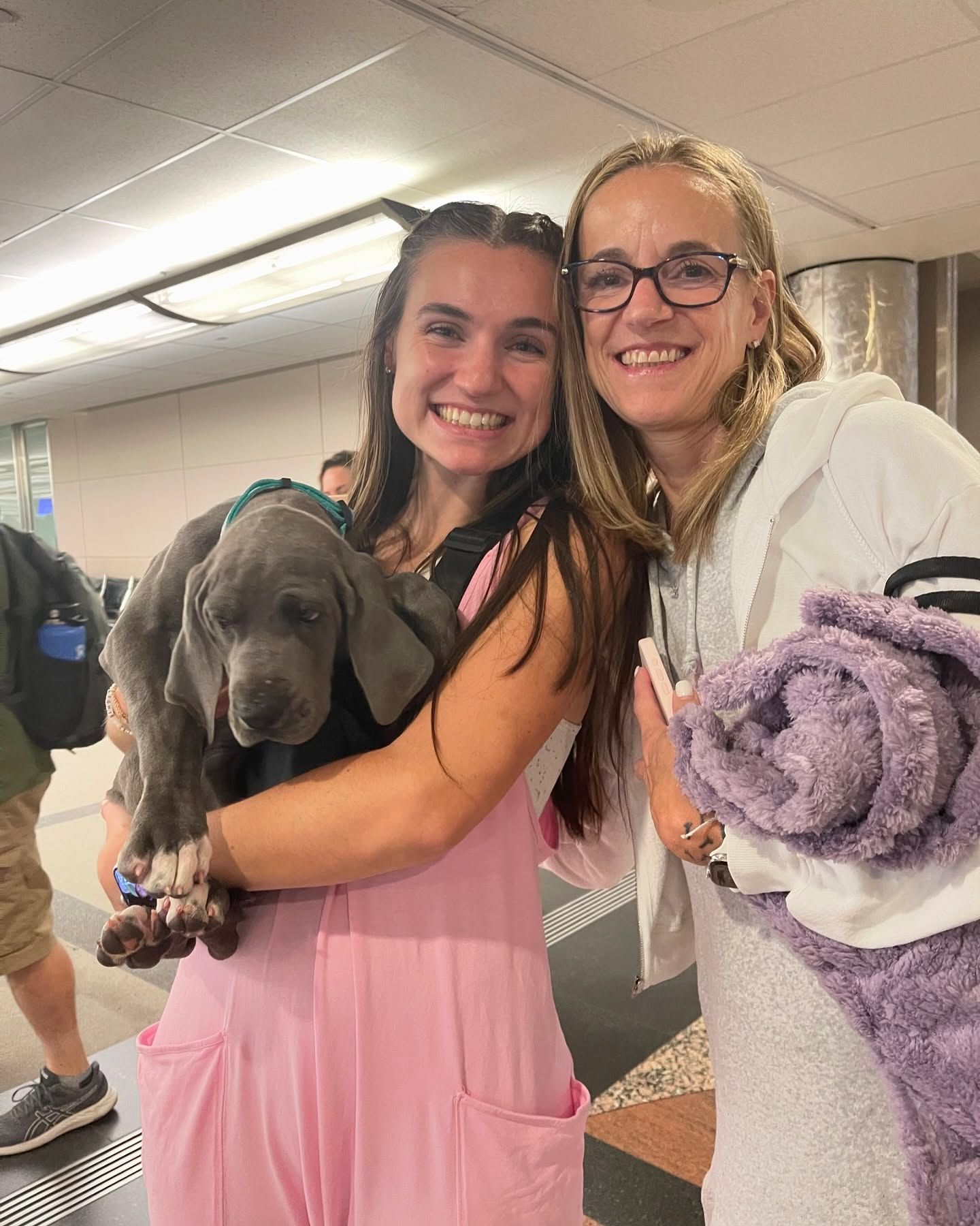 great dane puppy after flight nanny service with go fetch pet transport