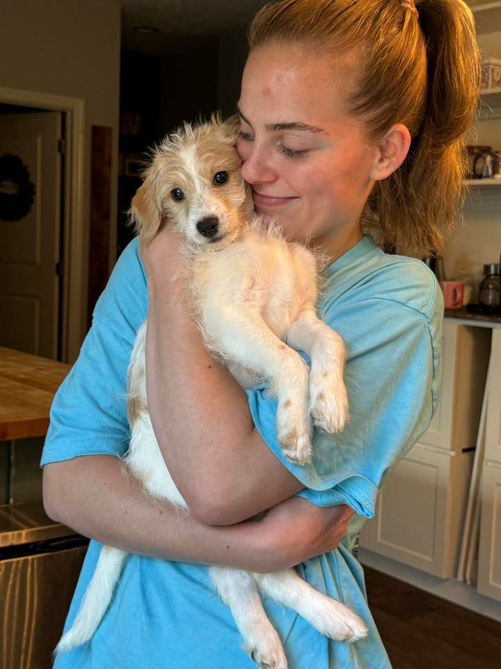 doodle puppy after VIP ground transport with go fetch pet t fliransport