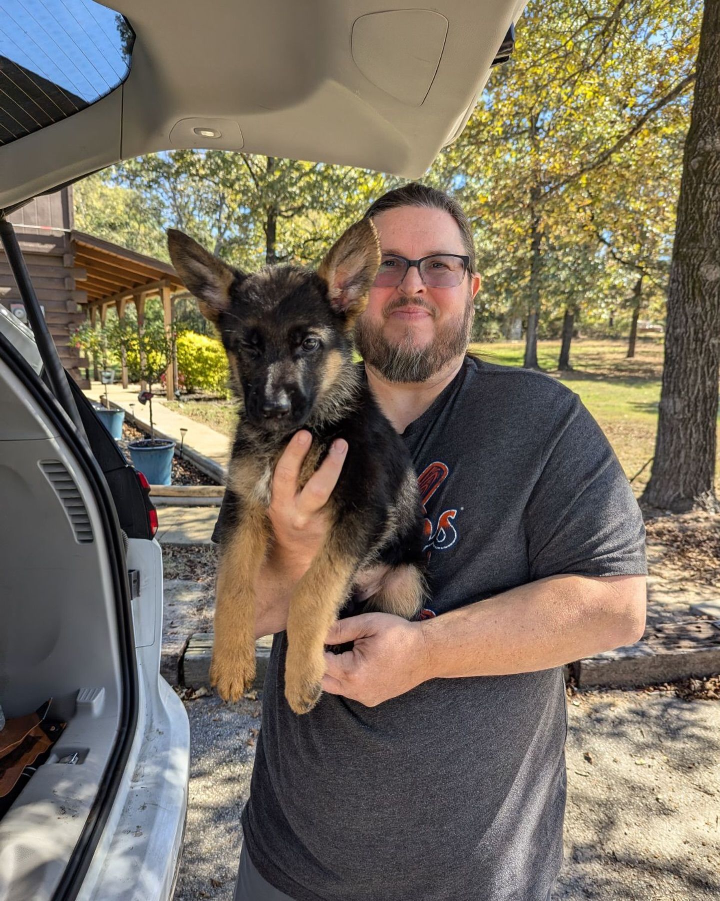 german shepherd puppy during shared ground transport service with go fetch pet transport