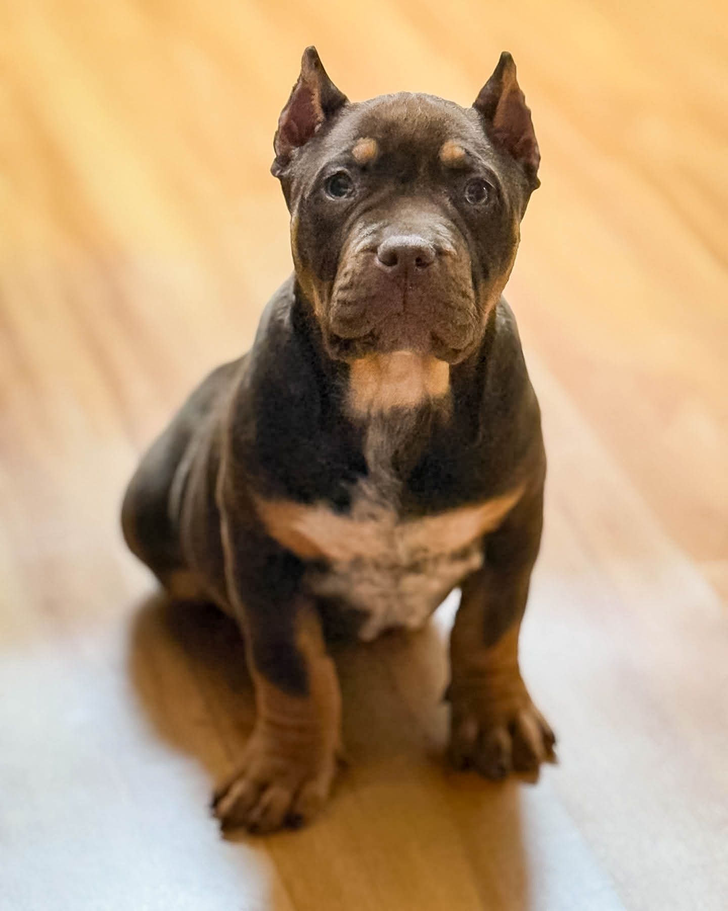 Dark brindle American Bully puppy sitting upright on a hardwood floor looking at camera.
