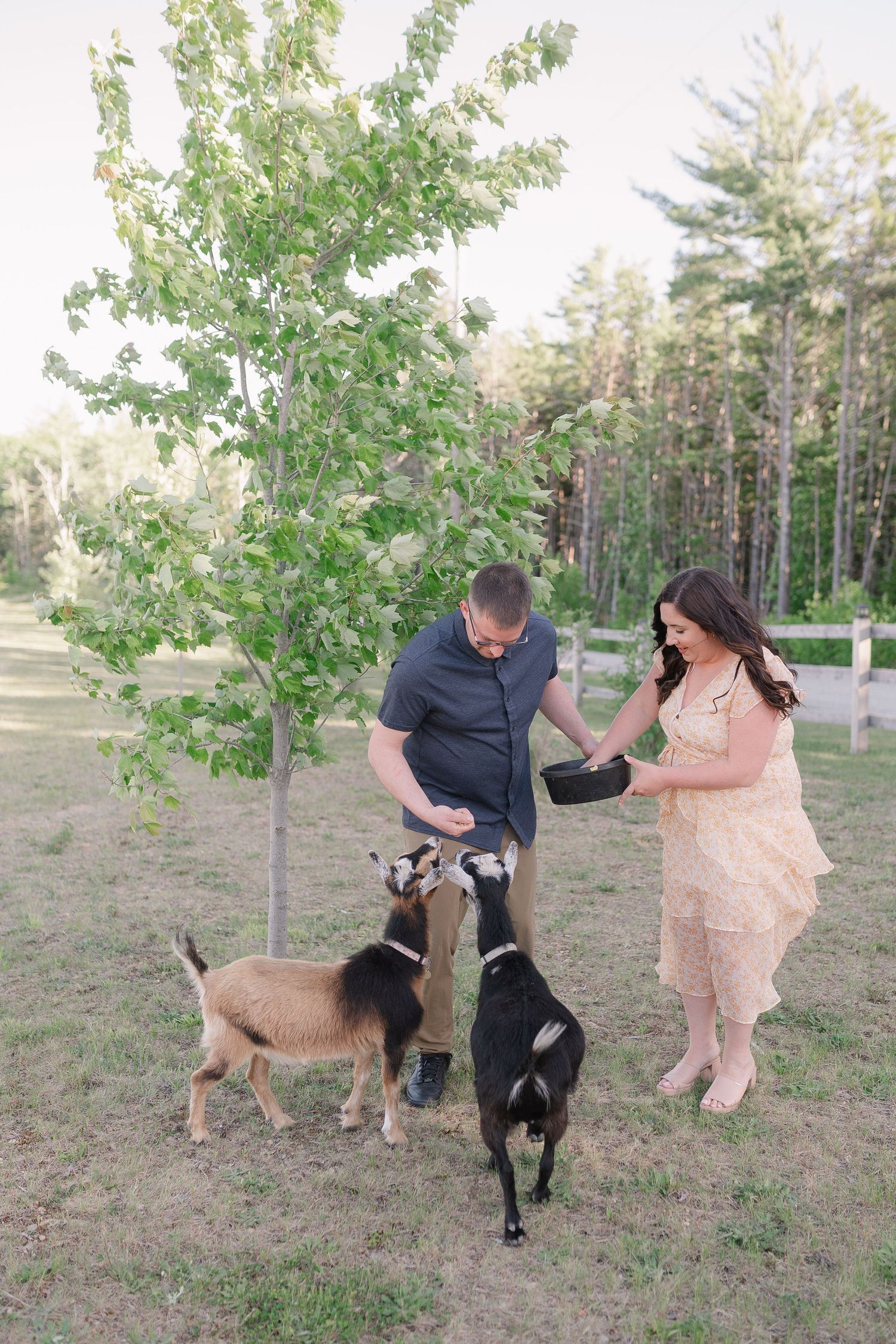 A couple plays with goats in a grassy field with trees in the background.