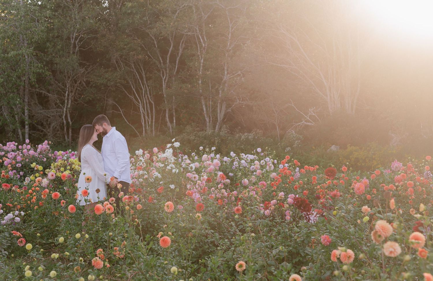 Golden sunset illuminates a flower garden with colorful blooms and trees in the background.