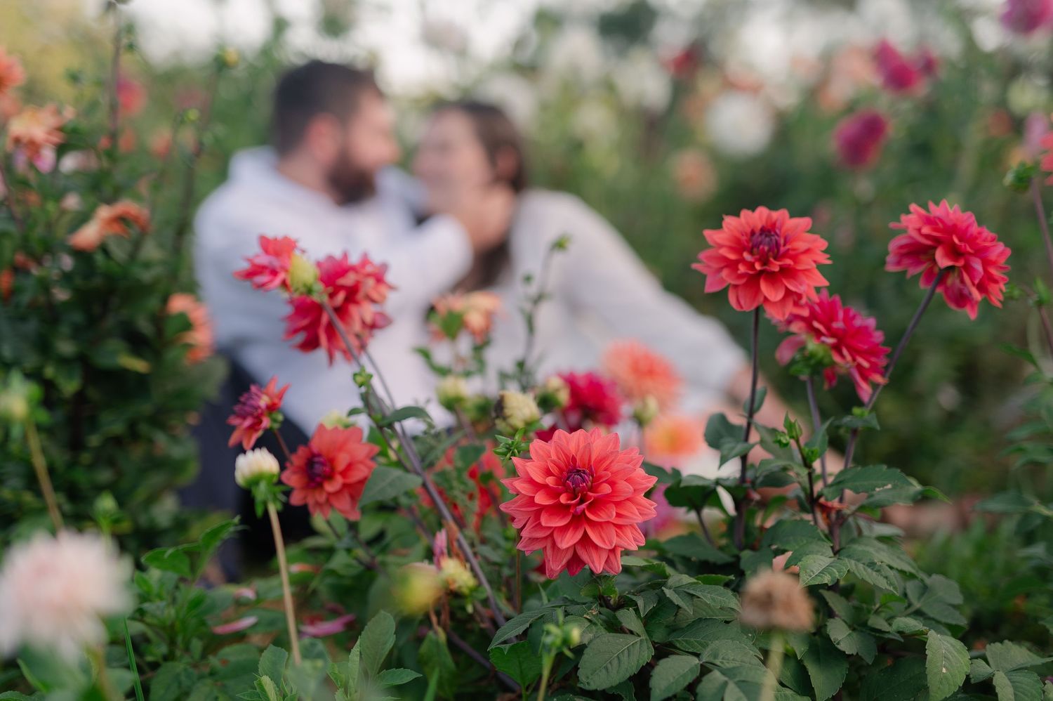 Close-up of bright red dahlias in a garden with soft focus background.