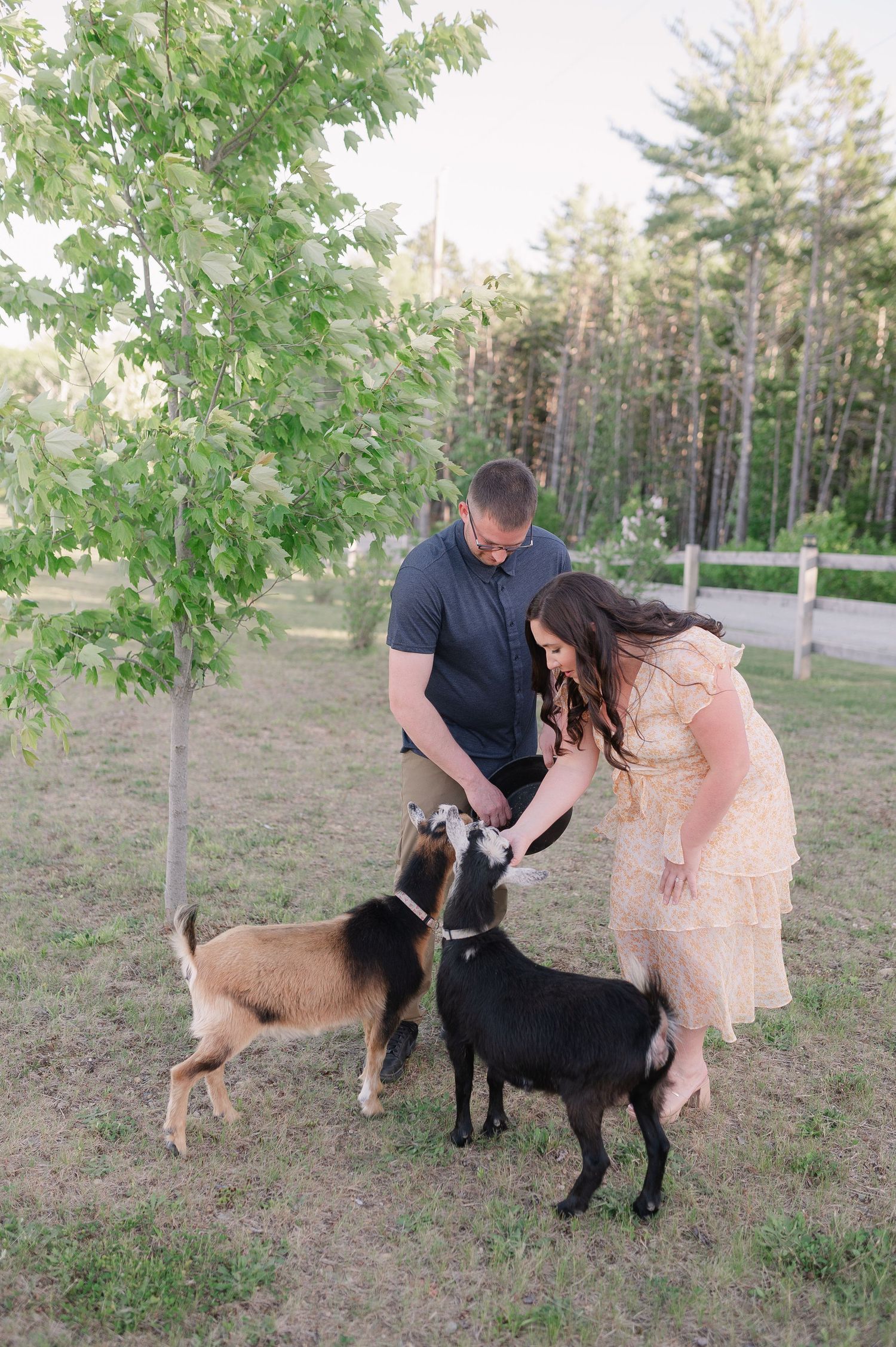 Two people interact with friendly goats in a sunny pasture.
