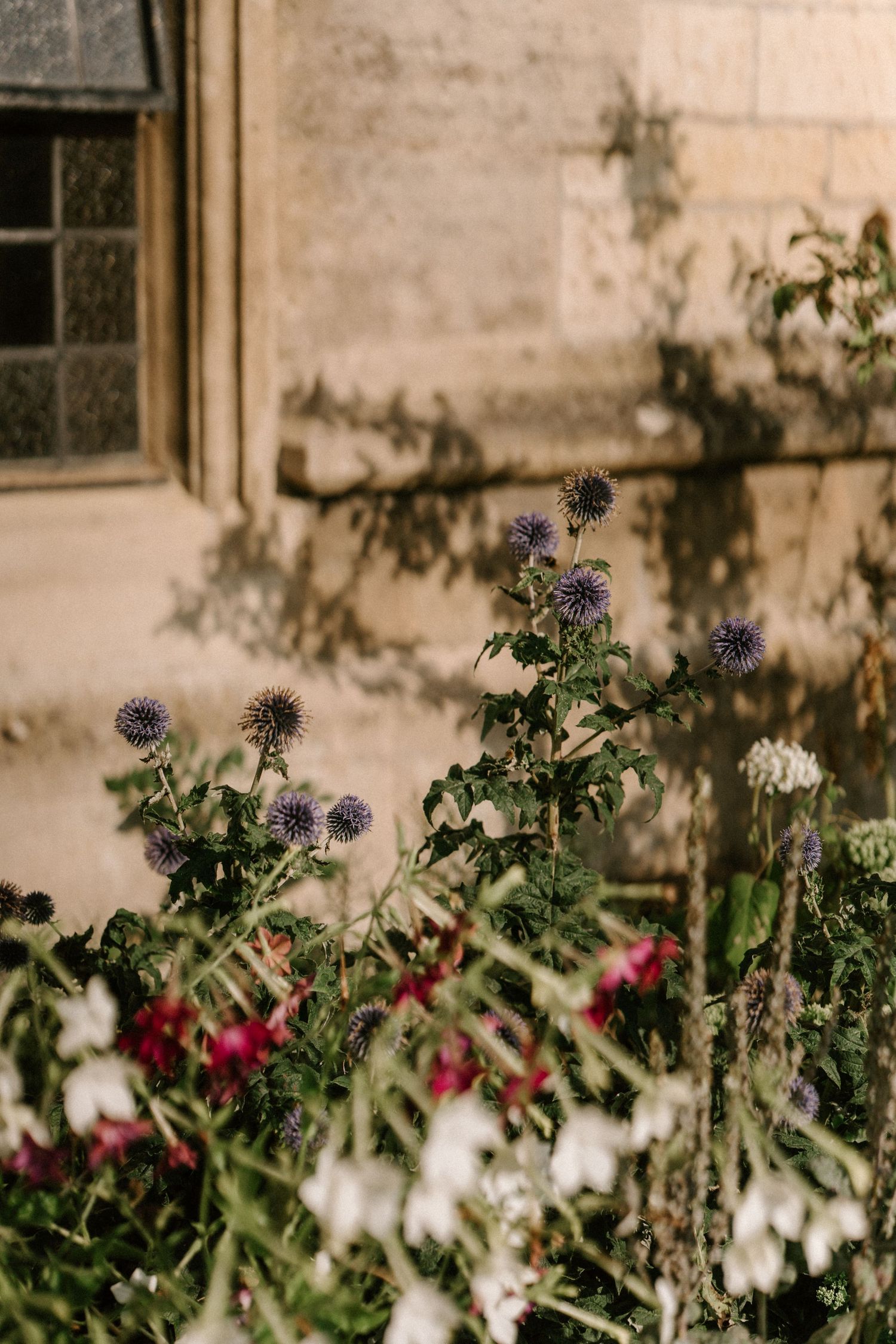 Purple thistle flowers bloom against stone wall in garden setting.