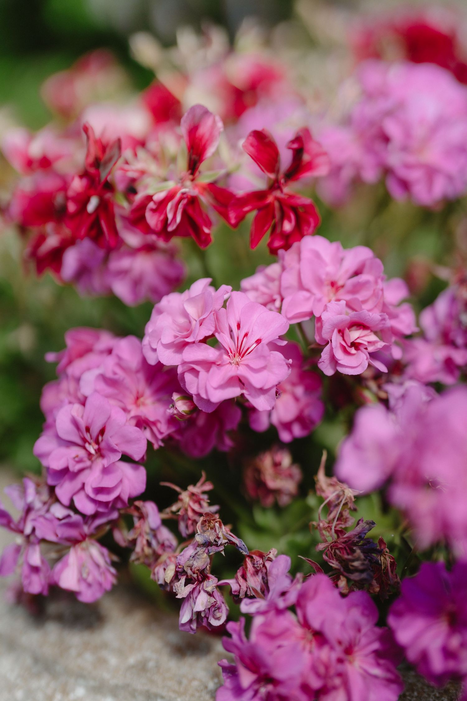 Close-up of vibrant pink and red geranium flowers in full bloom with lush green foliage in the background.