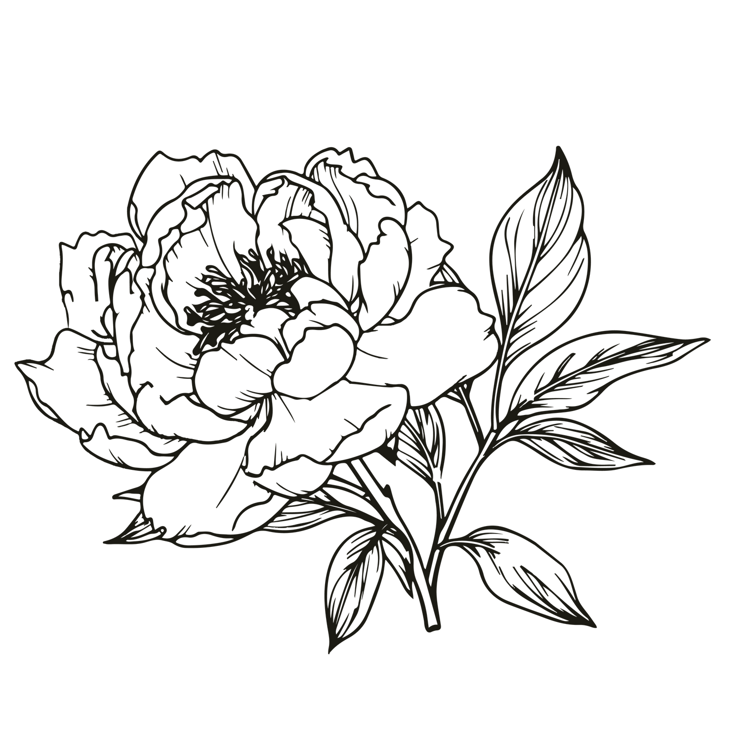 Black and white line drawing of a detailed peony flower with leaves.