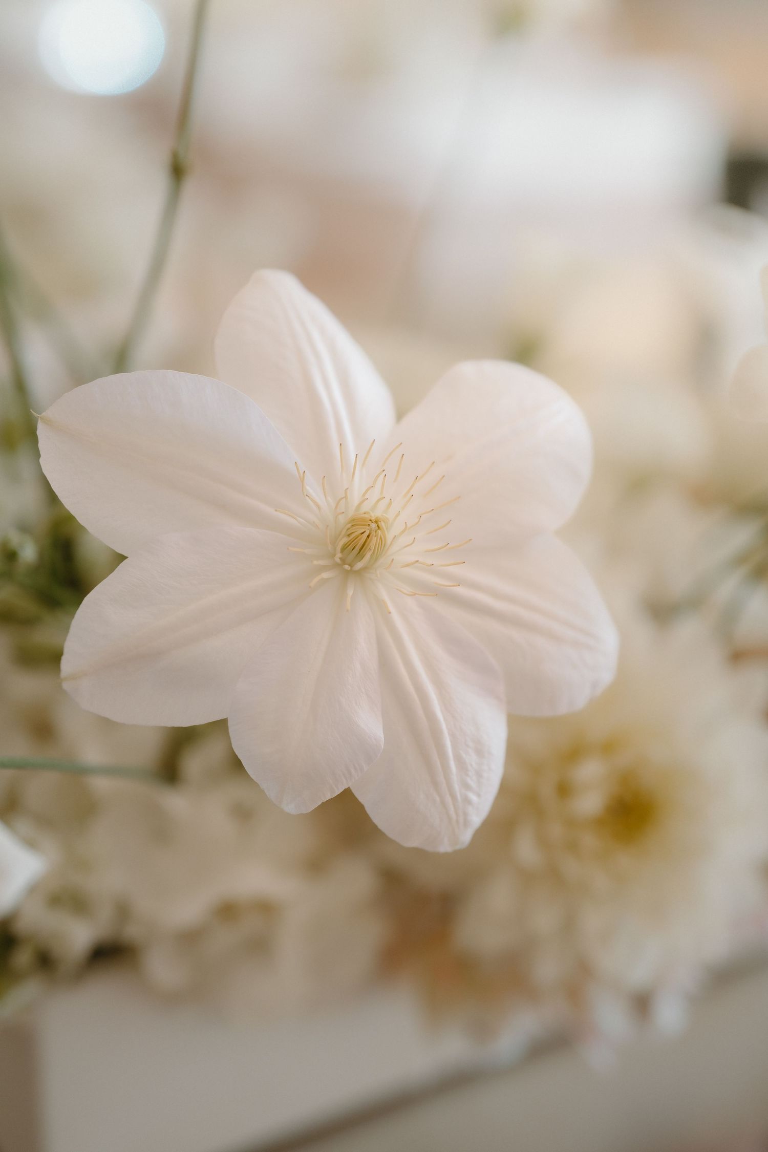 Close-up of a delicate white clematis flower with soft bokeh background in wedding floral arrangement.