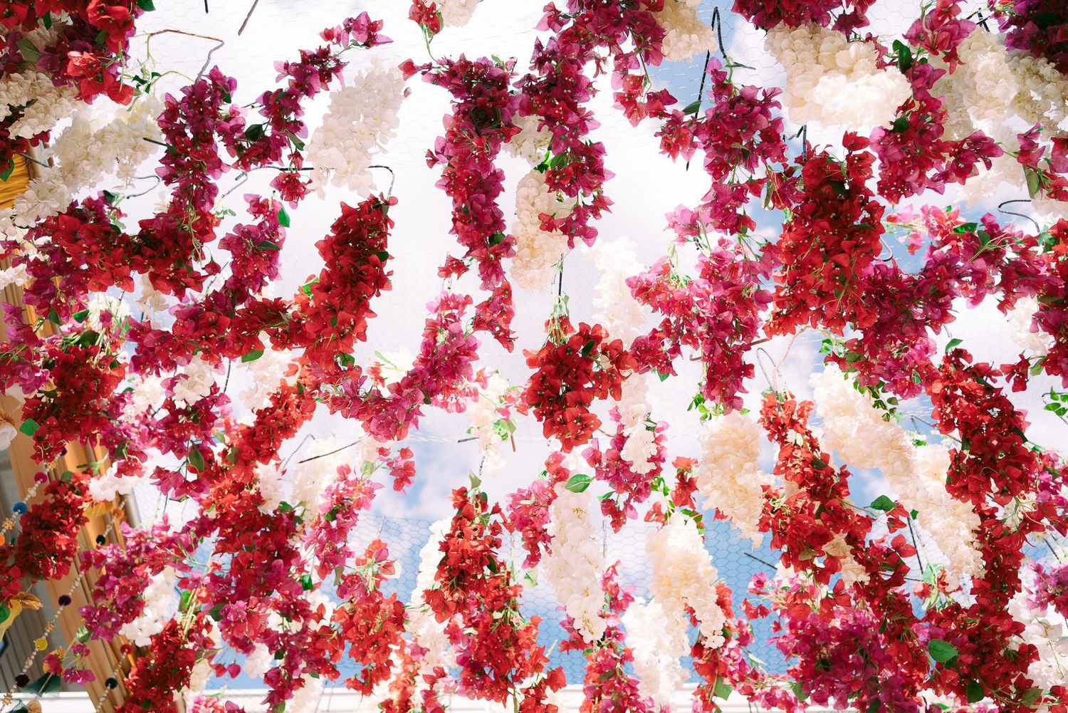 Vibrant pink cherry blossoms bloom against a bright blue spring sky creating a stunning natural canopy.