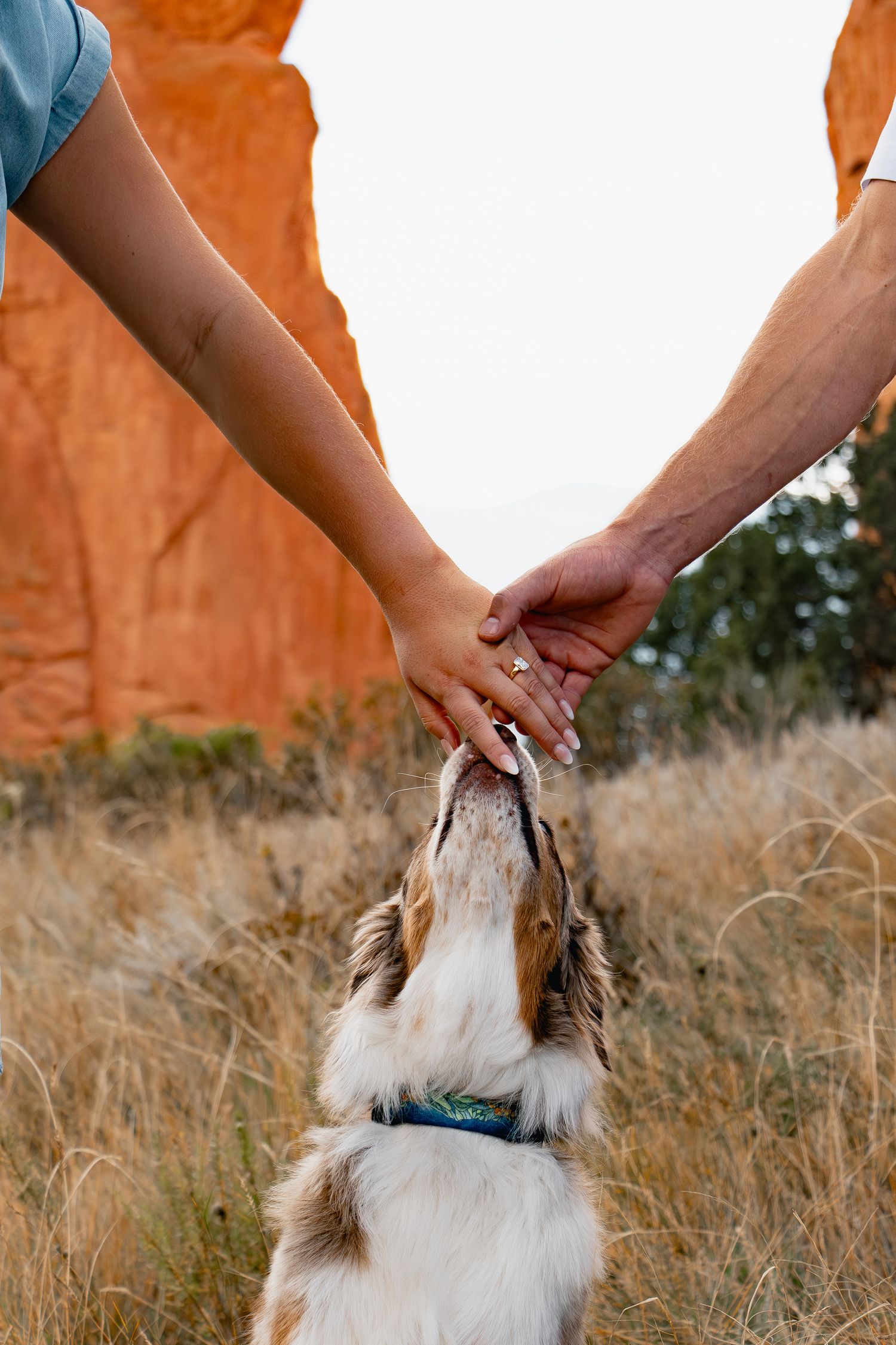 A dog reaches up to touch hands against a backdrop of red rock formations and dry grass.