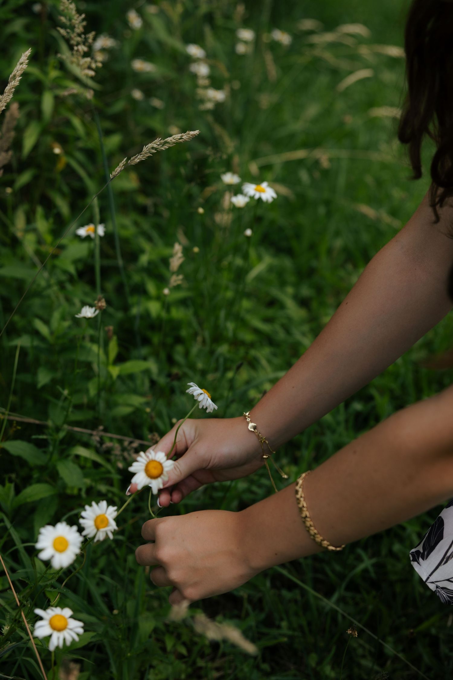 Close-up of hands with gold bracelets picking white daisy wildflowers in a green meadow.