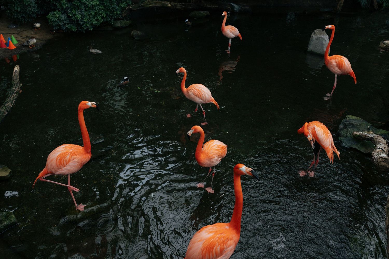 A group of vibrant pink flamingos wading in dark water surrounded by rocks and lush green foliage.