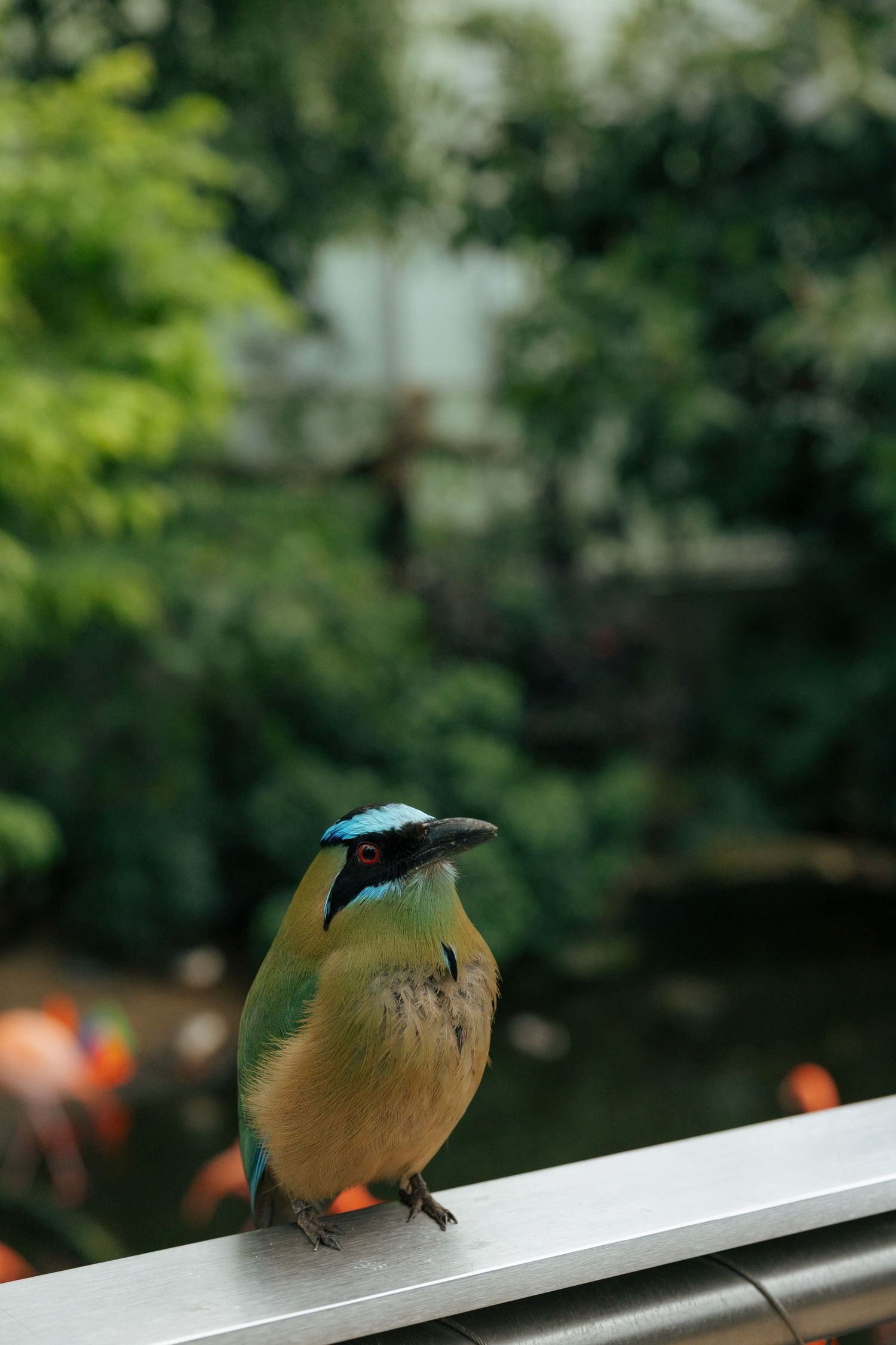 A vibrant blue-crowned motmot bird perched on a metal railing surrounded by lush green tropical foliage.