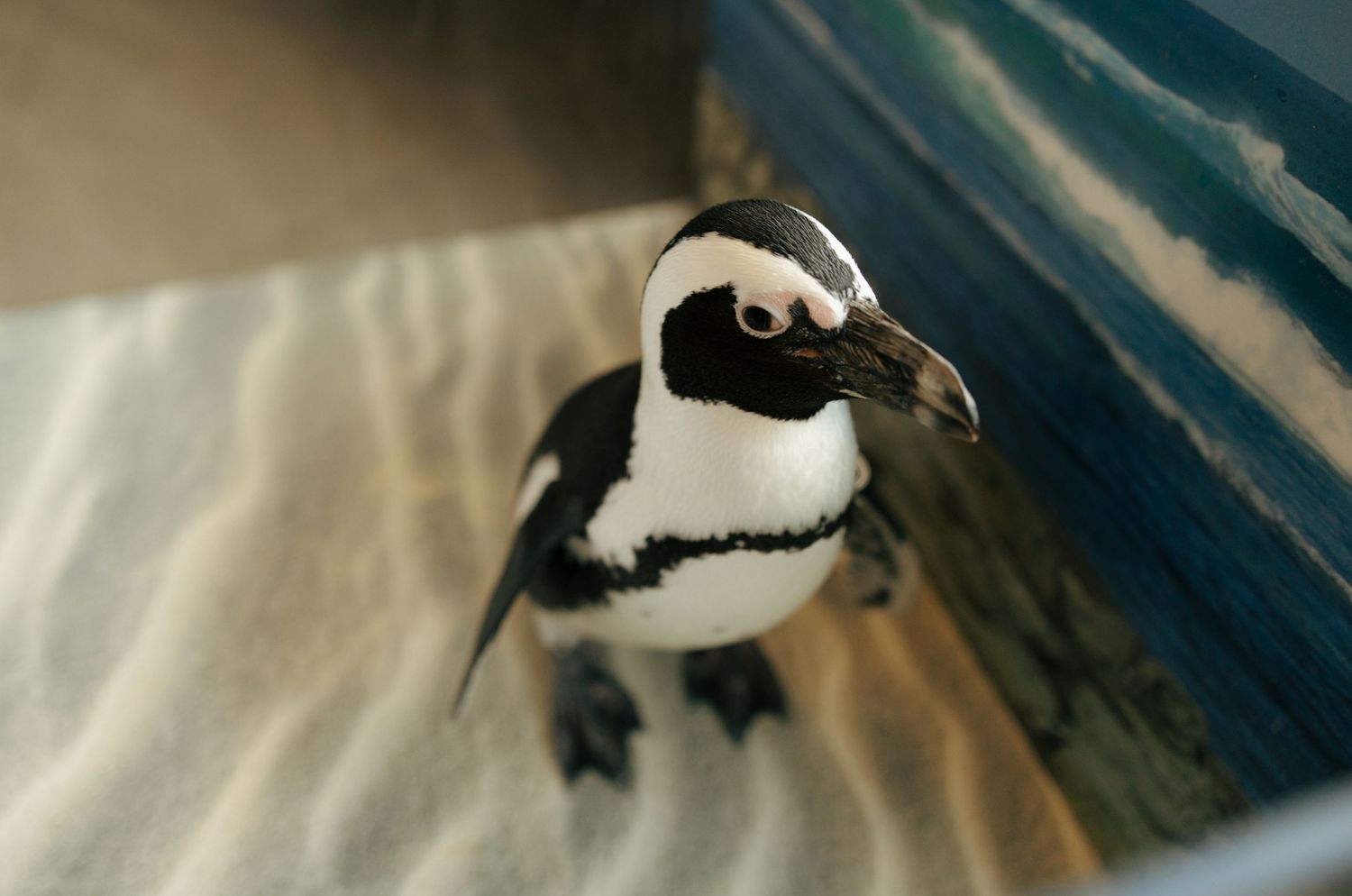 A black and white African penguin standing on sandy ground in front of a painted ocean mural backdrop.