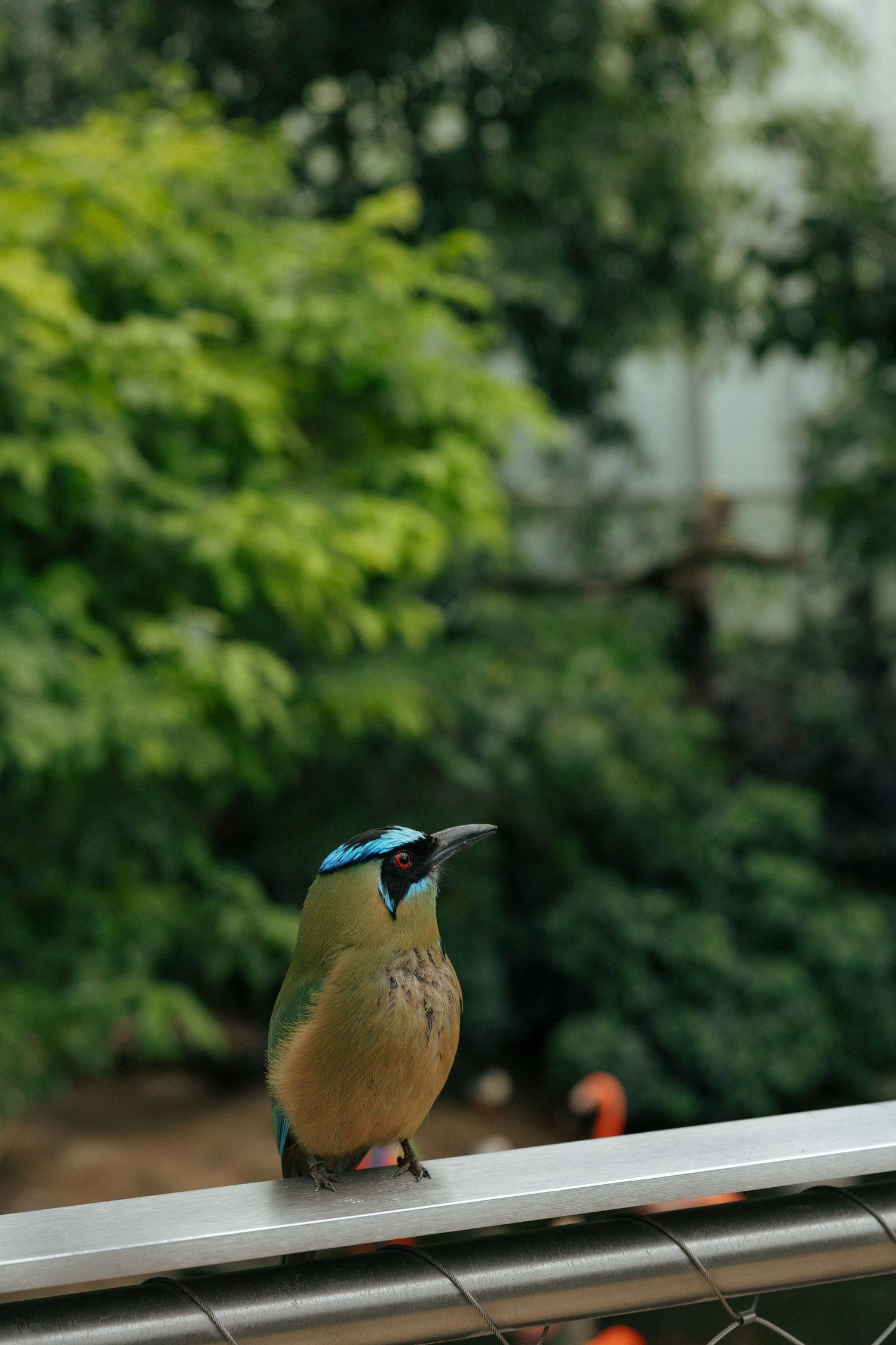 A colorful motmot bird with a blue crown perches on a metal railing surrounded by lush green trees.