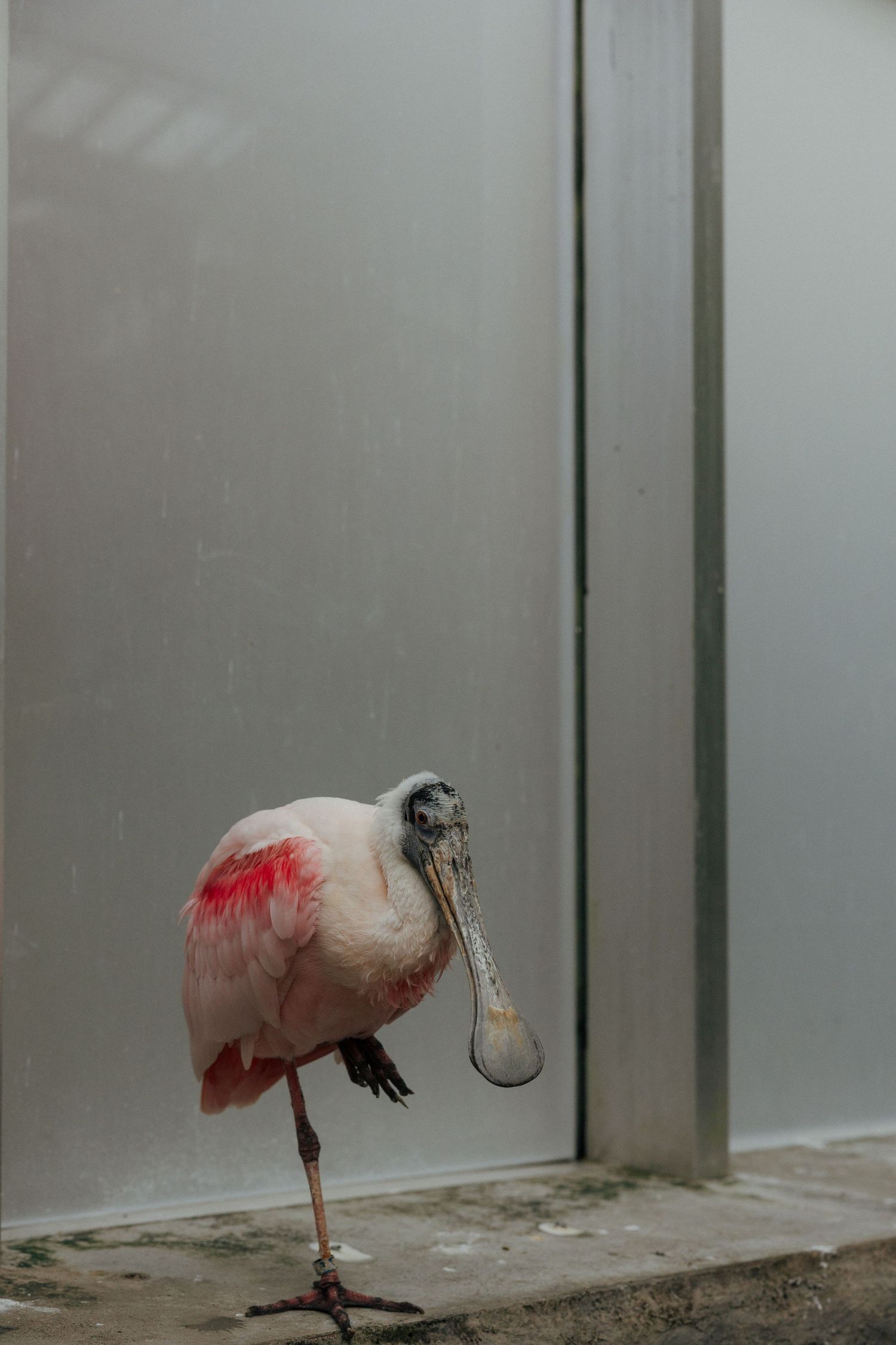 A roseate spoonbill bird with pink and red plumage stands on one leg against a gray metal wall.