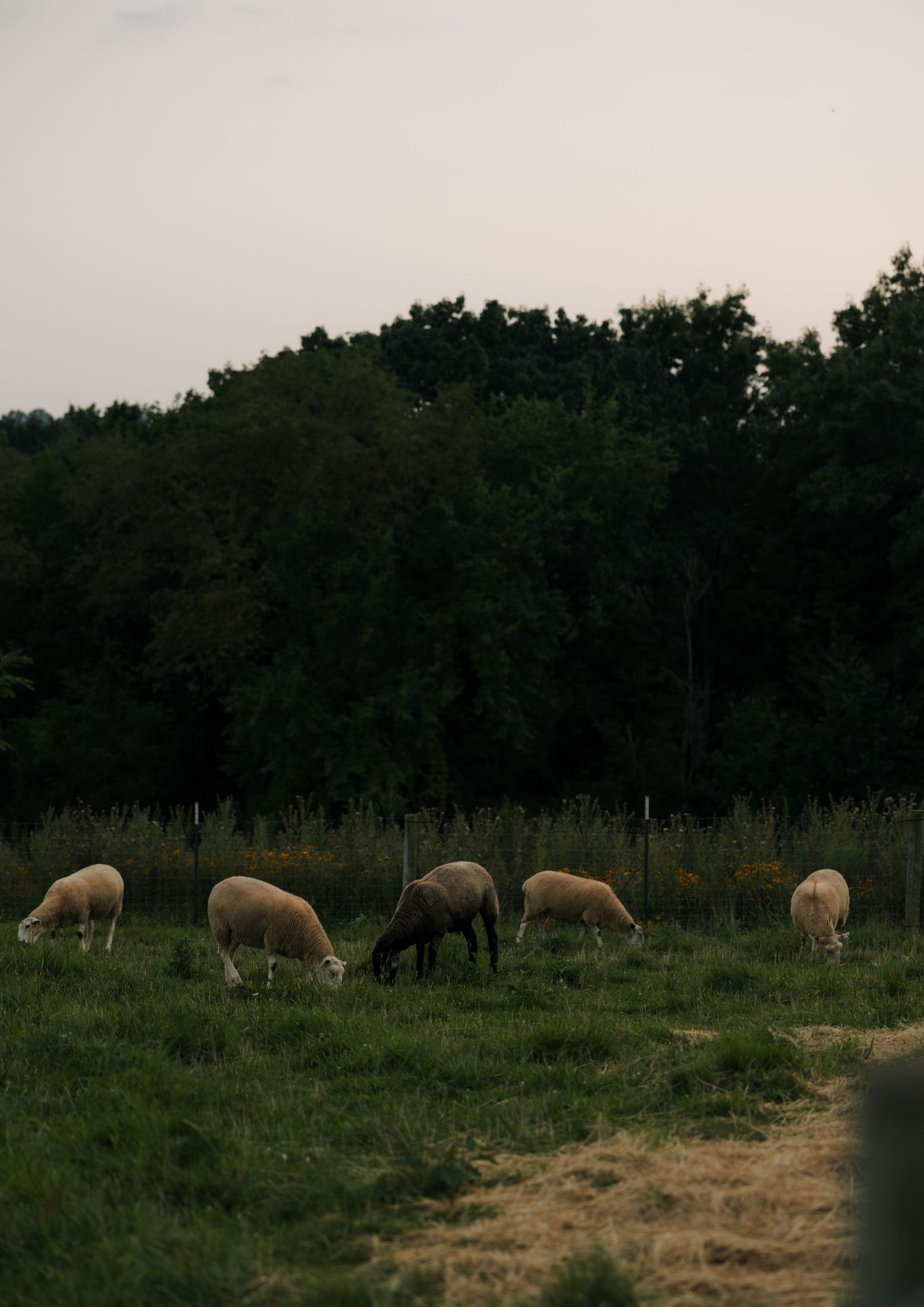Flock of sheep grazing in a lush green field with dark trees in the background at twilight.