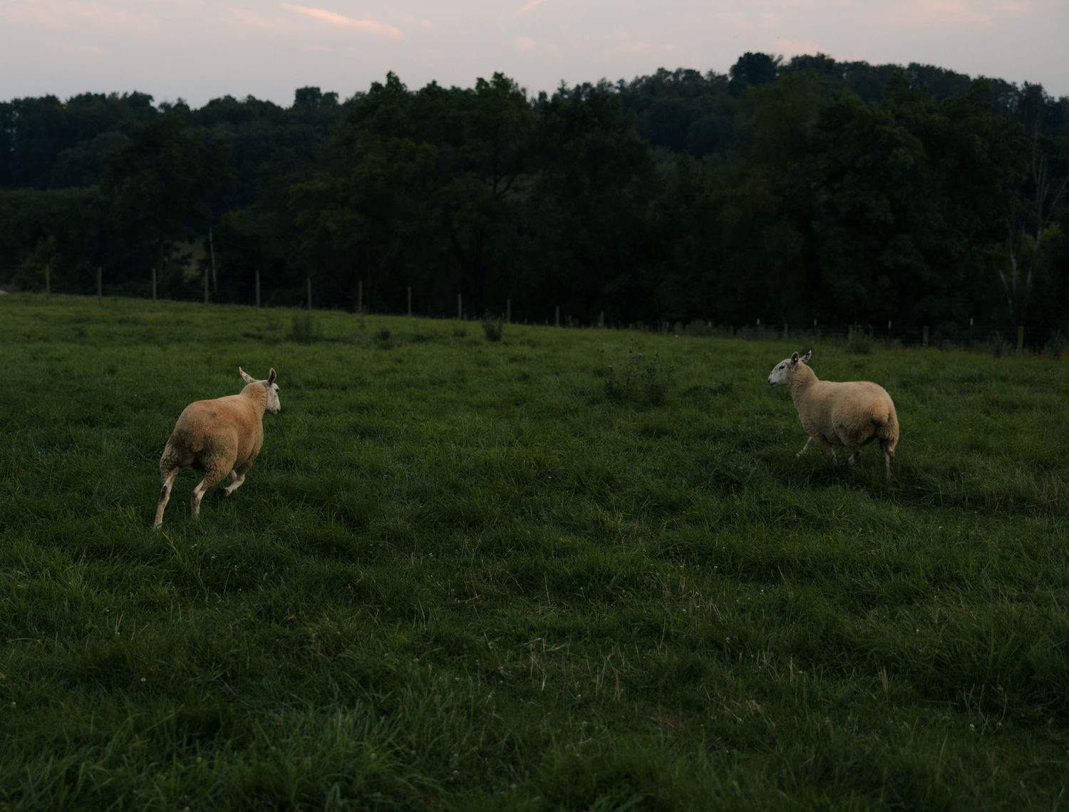 Two sheep graze peacefully in a lush green pastoral field at dusk on a wedding farm venue.