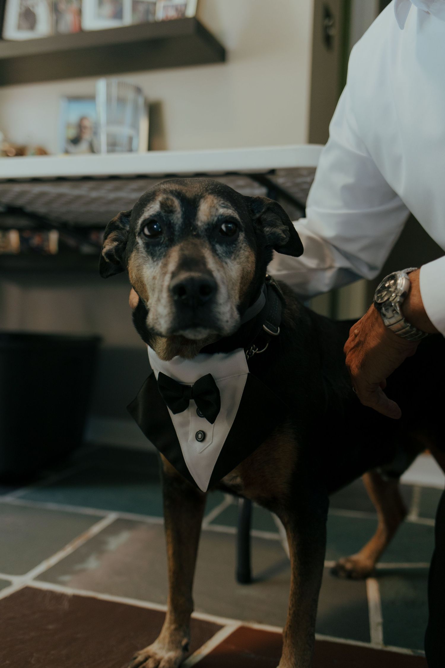 Adorable dog dressed in a black tuxedo with bow tie ready for a wedding celebration.