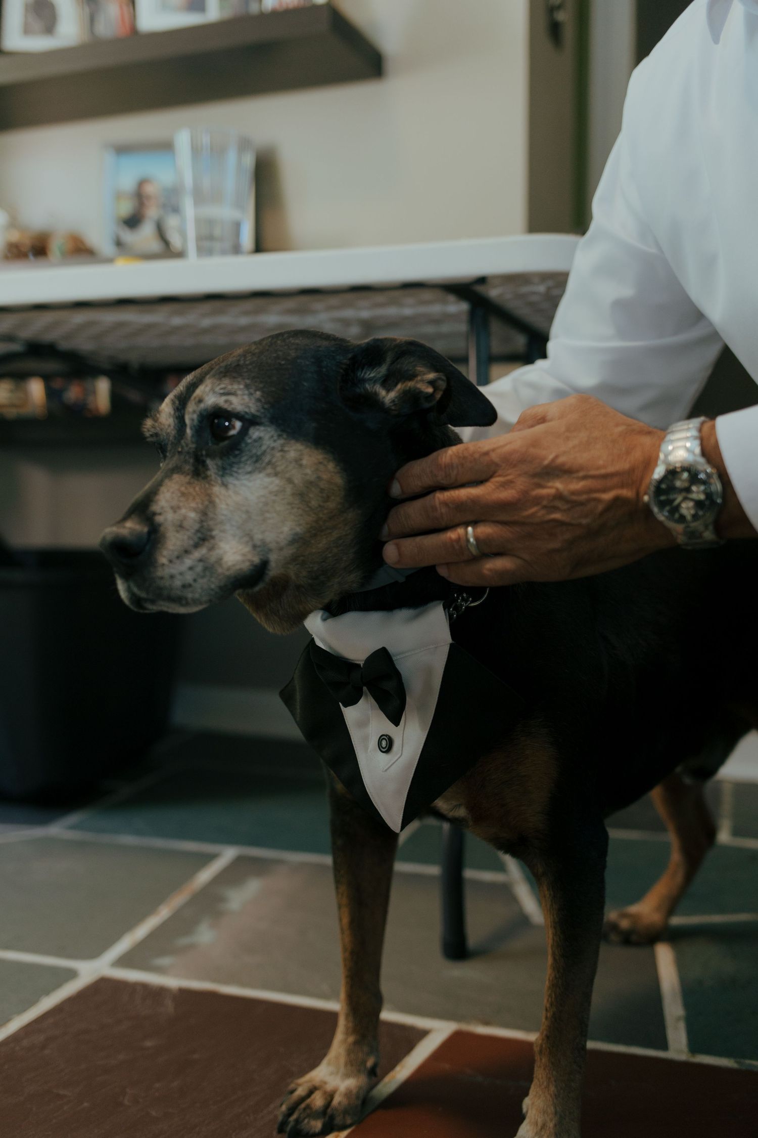 Small dog dressed in a black tuxedo with bow tie being petted by a man wearing a wedding ring.