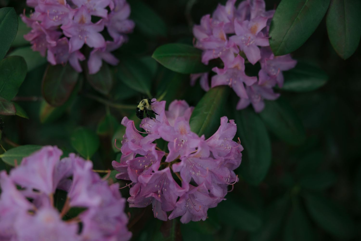 Close-up of blooming pink rhododendron flowers with lush green leaves in a garden setting.