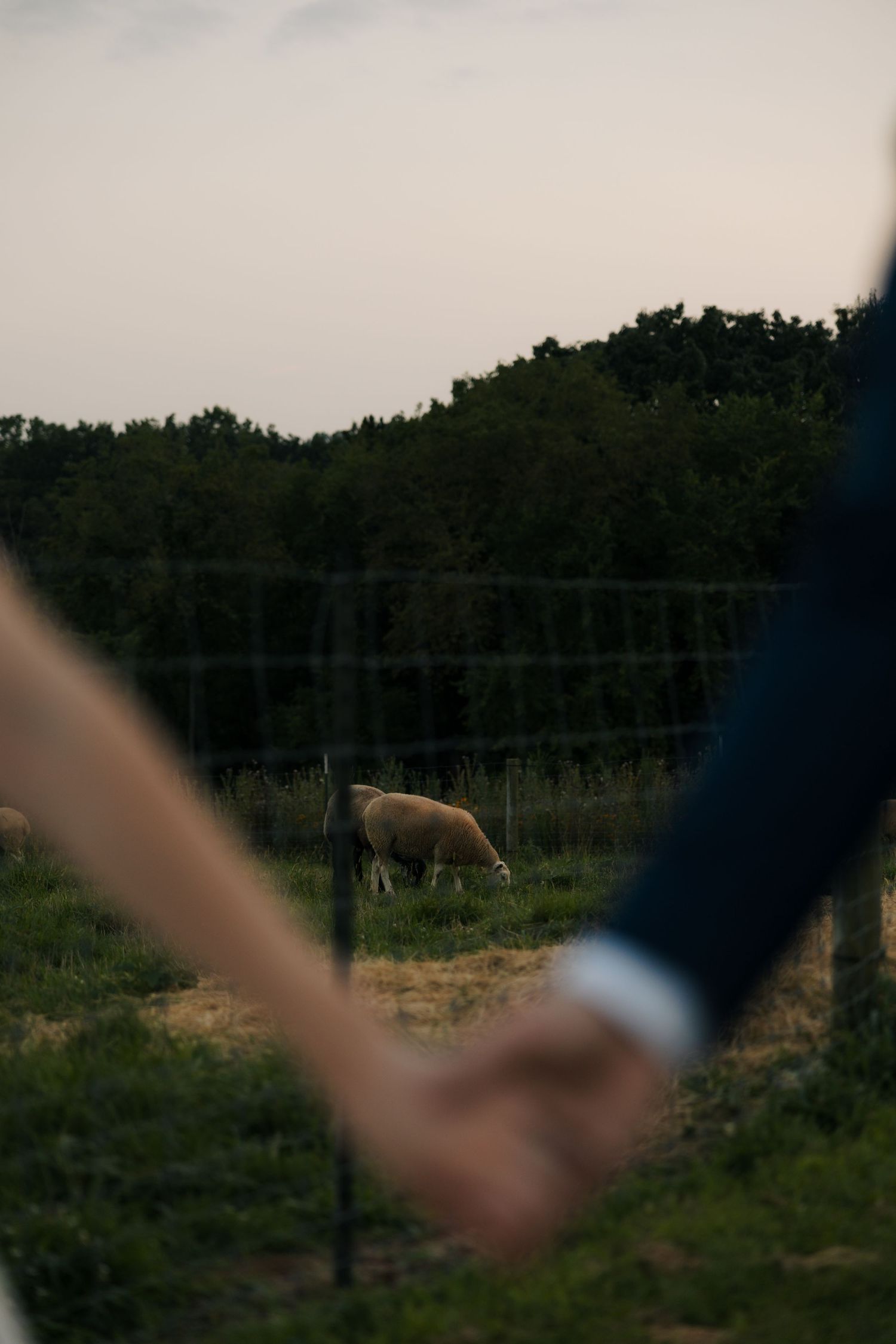 Newlyweds hold hands in foreground while a cow grazes in fenced pasture during outdoor farm wedding.