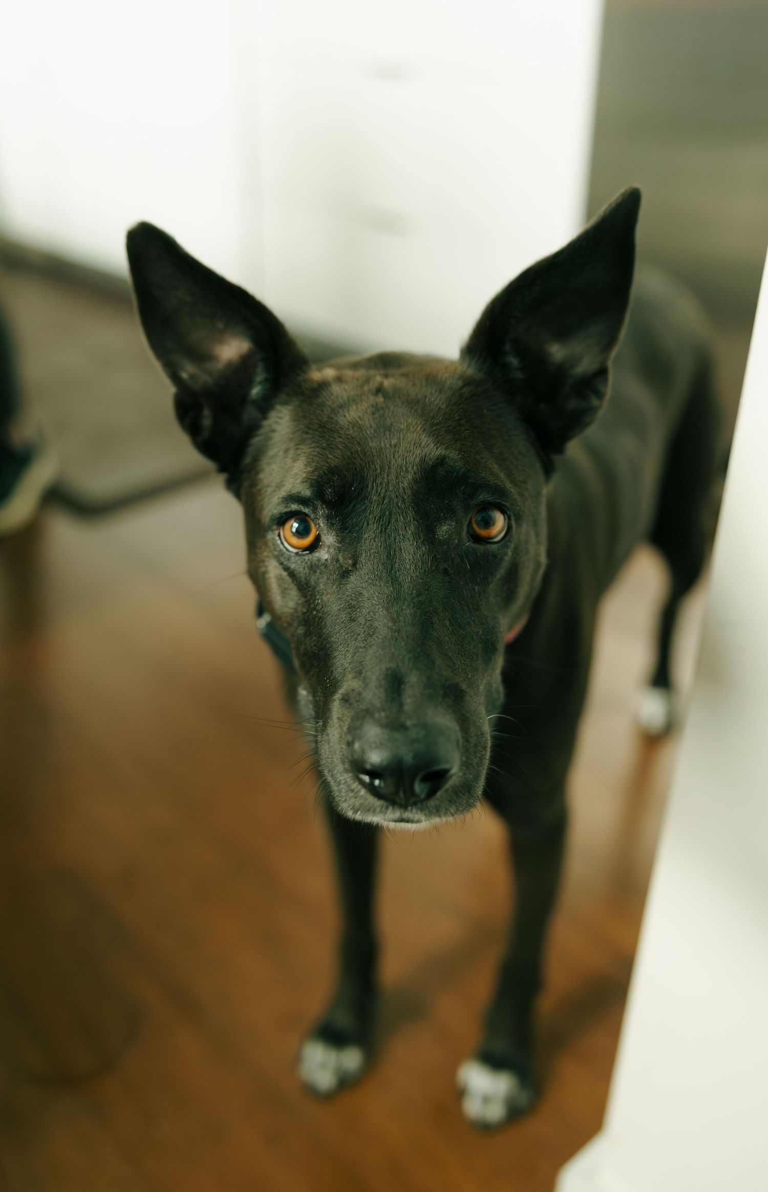 A sleek black dog with amber eyes and large ears stands attentively on a hardwood floor indoors.