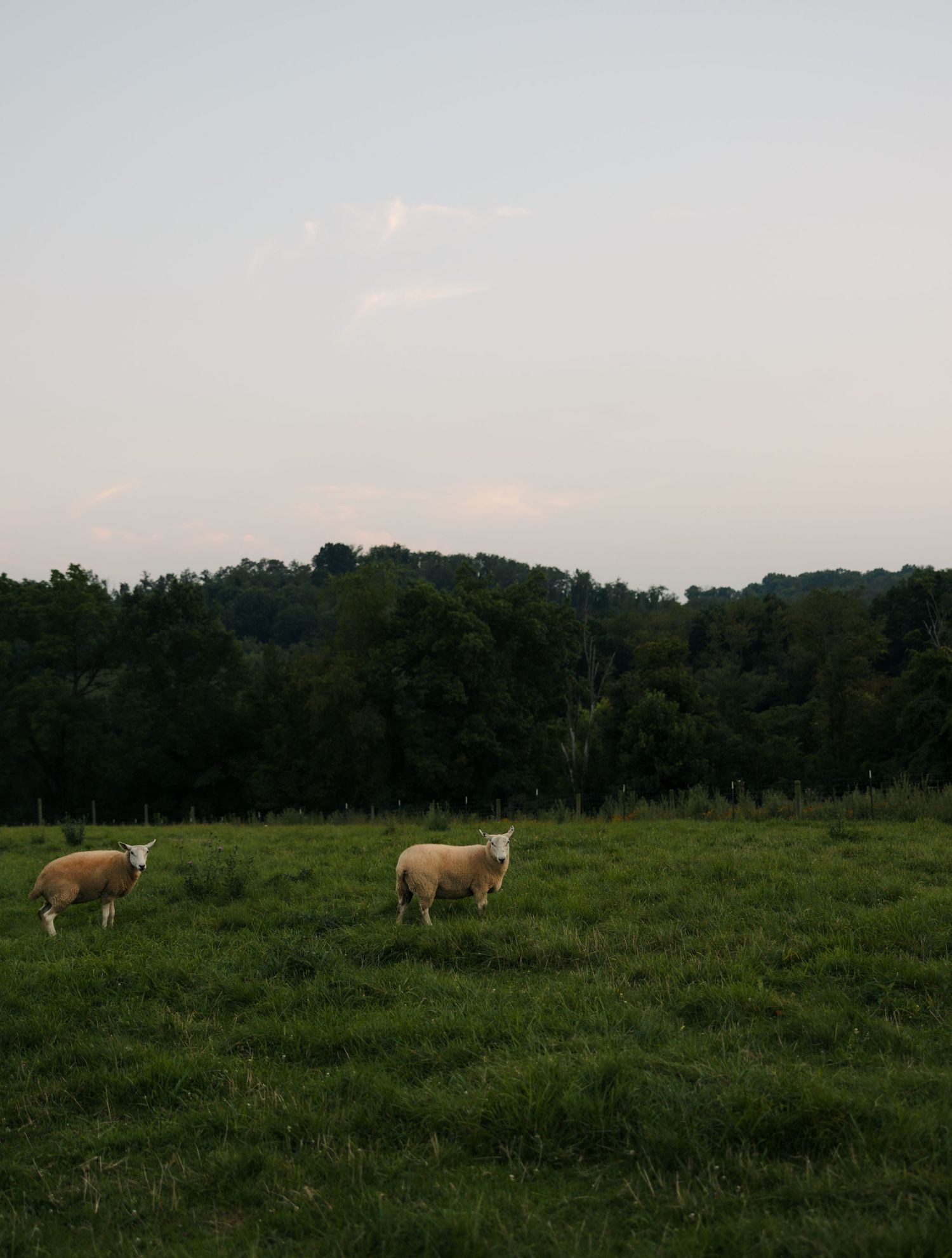 Two sheep grazing in a green pastoral field with trees and soft evening sky in background.