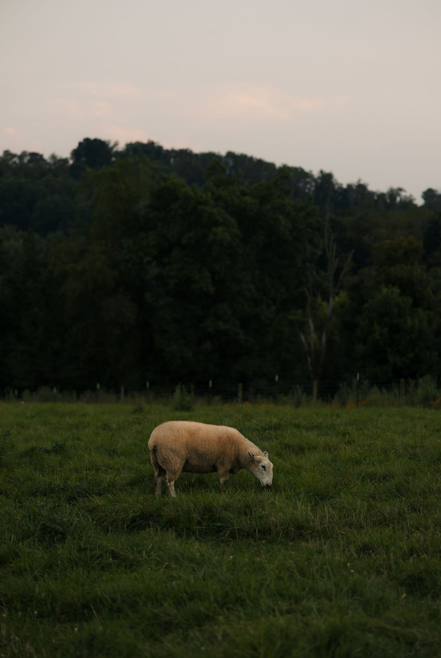 A lone sheep grazes peacefully in a lush green pasture with a wooded hillside at dusk.