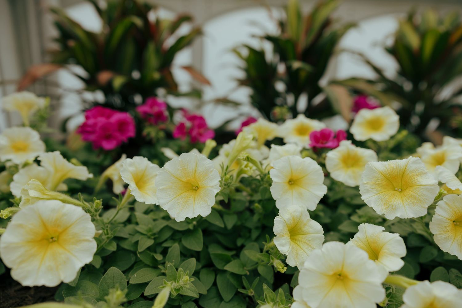 Close-up of white and pink petunias blooming in a lush green garden arrangement.