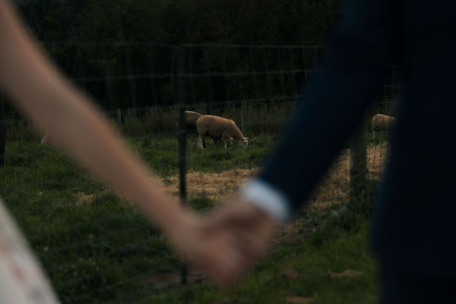 Bride and groom holding hands in the foreground with a horse grazing peacefully behind a fence in the background.