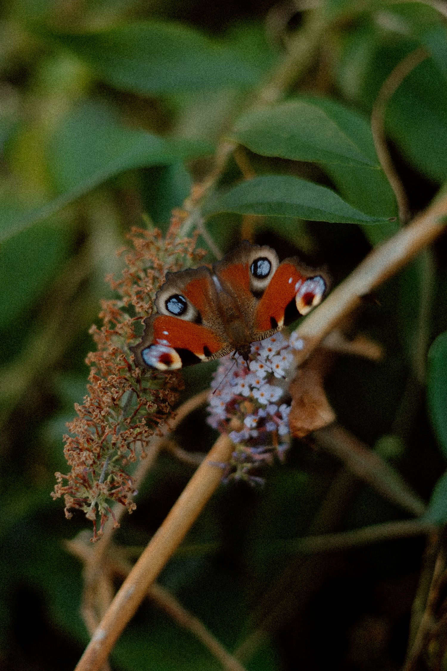 A peacock butterfly rests on a dried brown plant stem against a blurred green background.